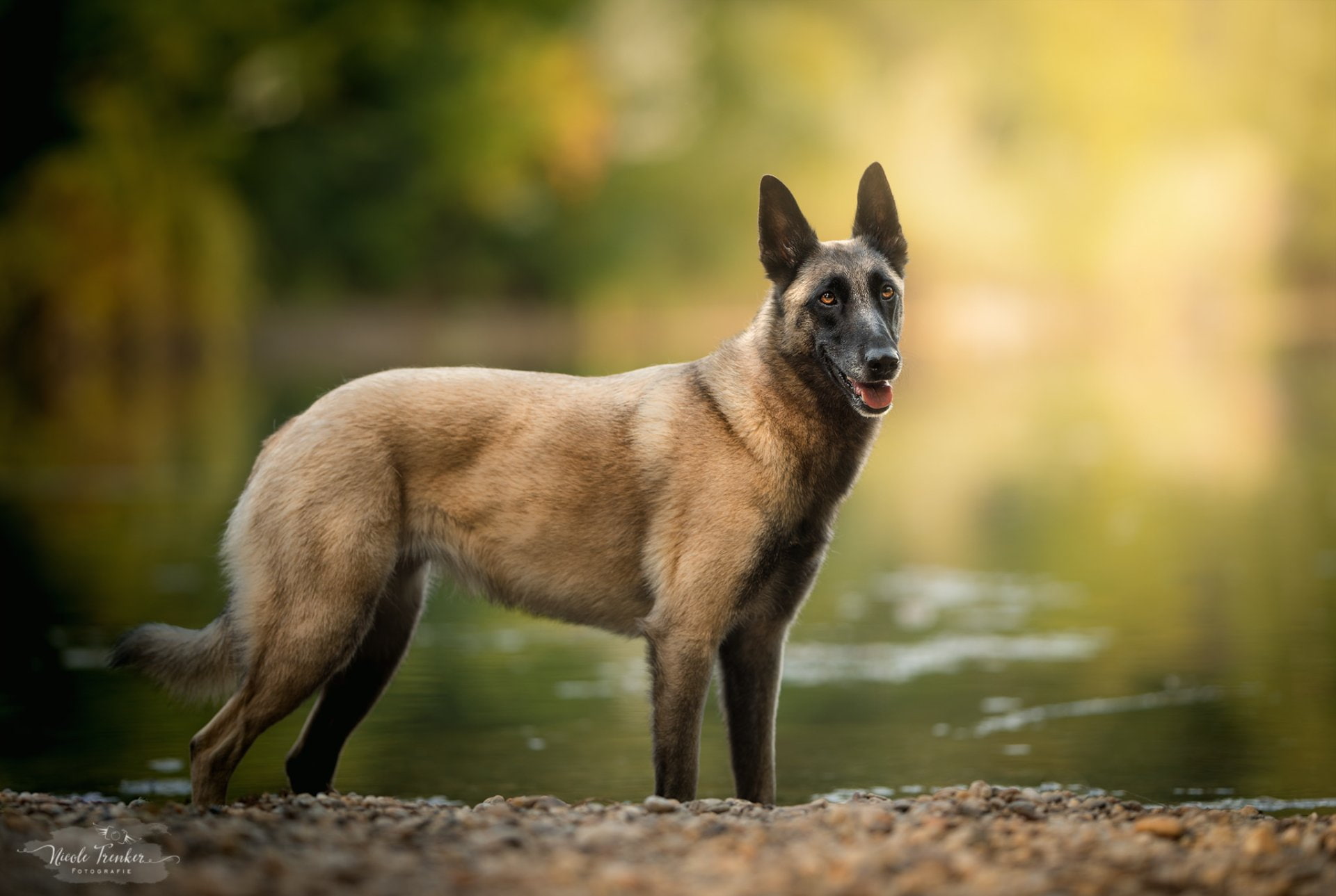 Dogs, Belgian Malinois, Pet