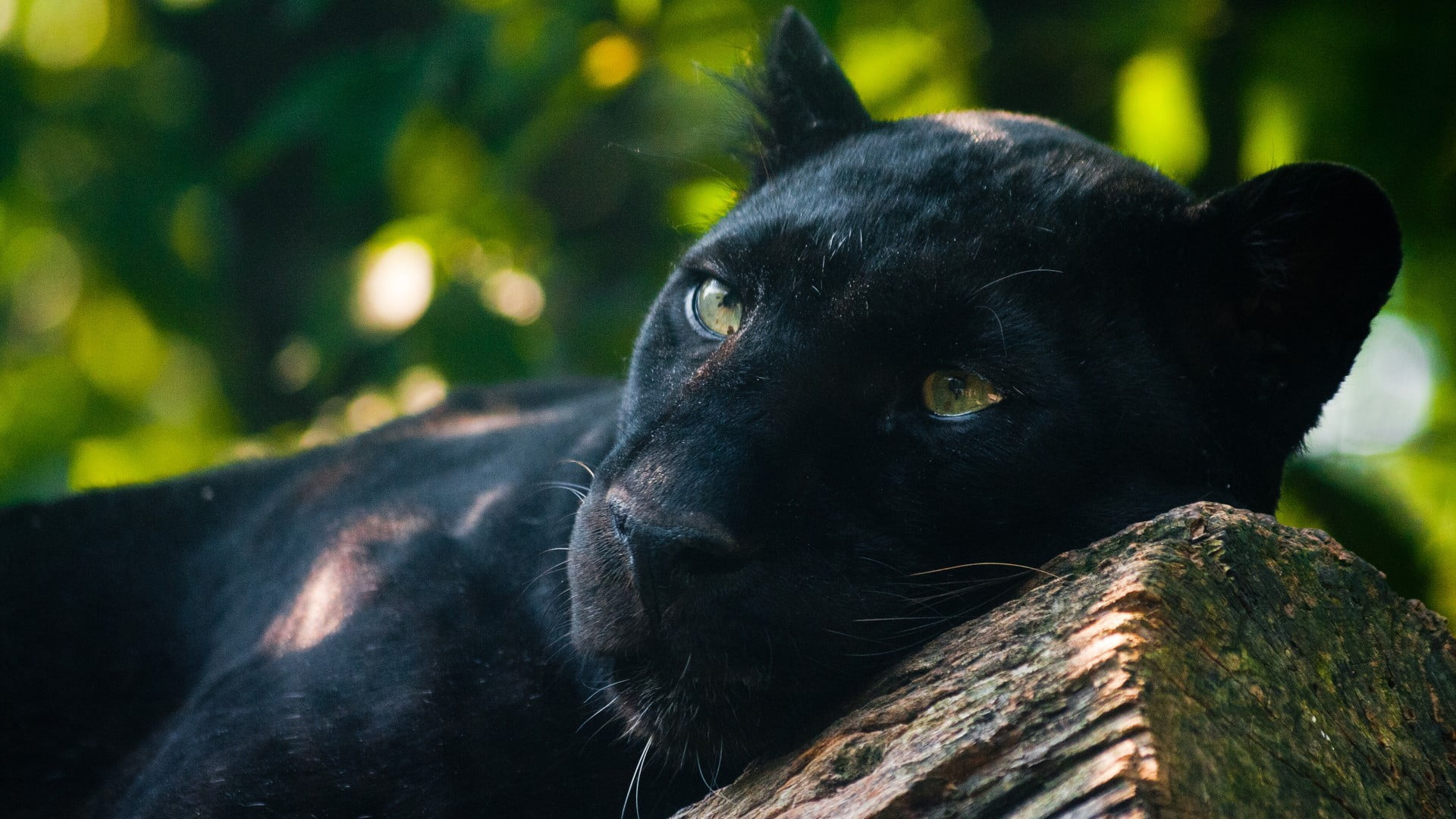 adult black panther, panthers, animals, photography, Jaguar, cat