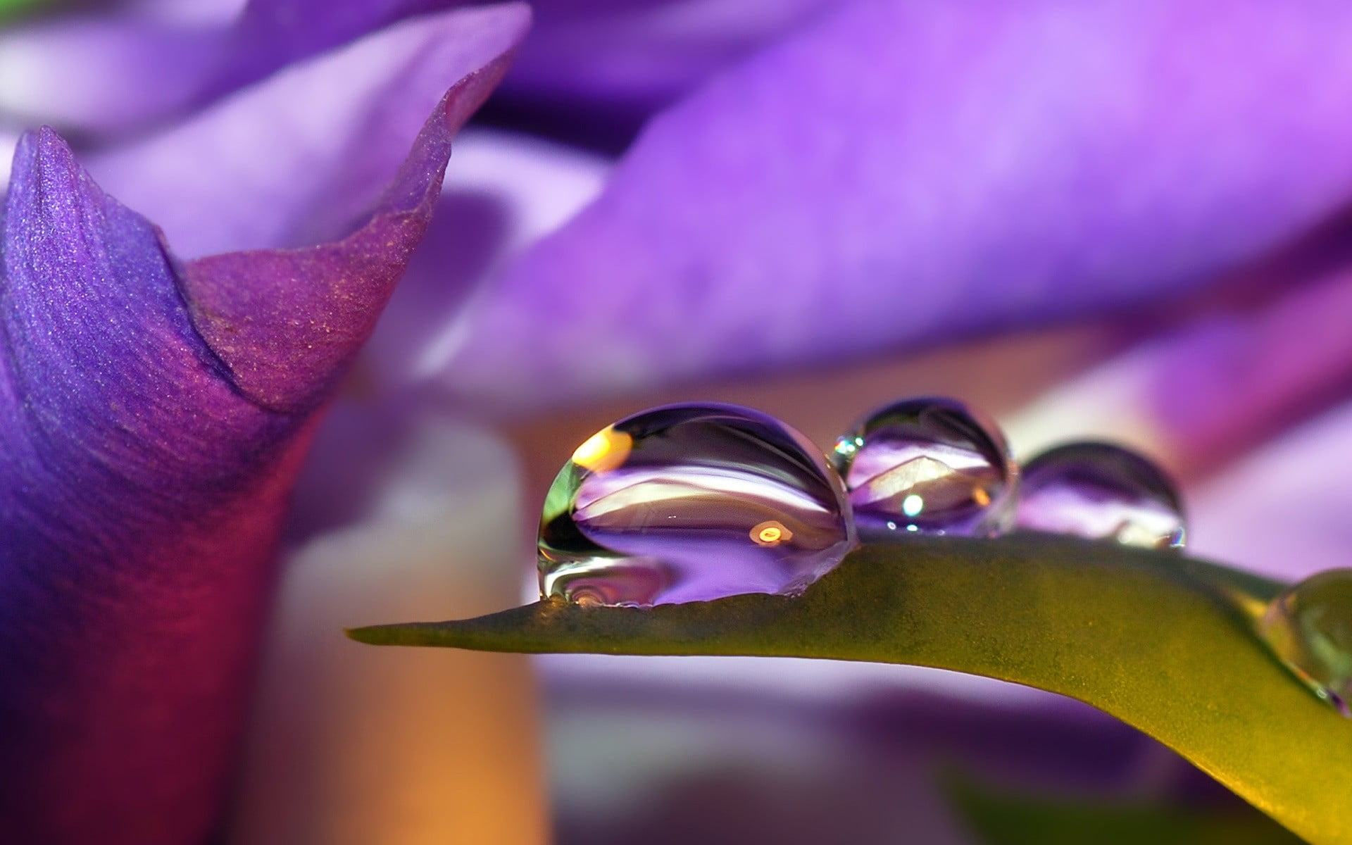 3 Cool Water Drops, green leaf and dew, Nature, Scenery, beautiful nature wallpapers