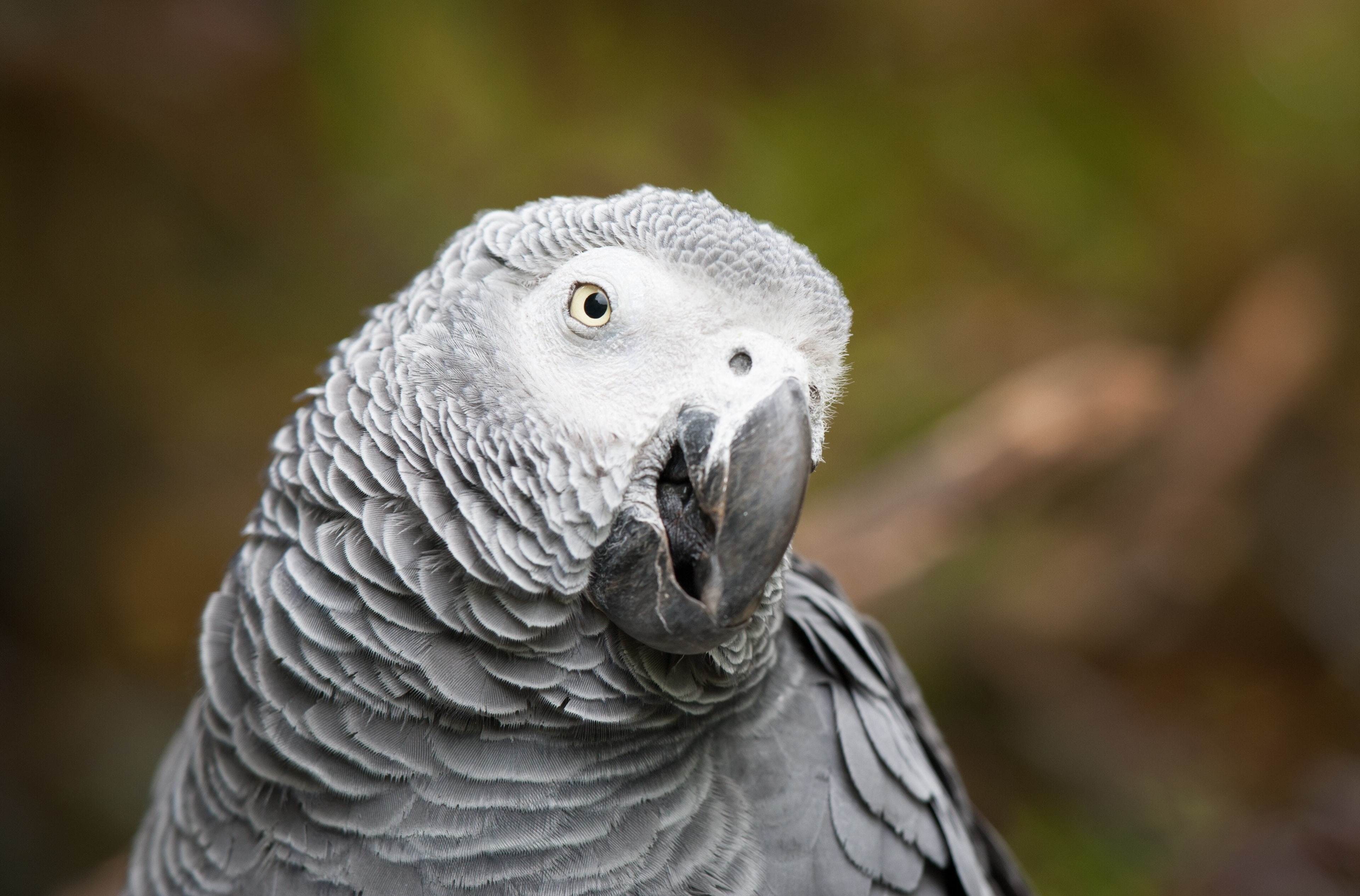 Free Download | HD Wallpaper: African Grey Parrot 4k Cool Background ...