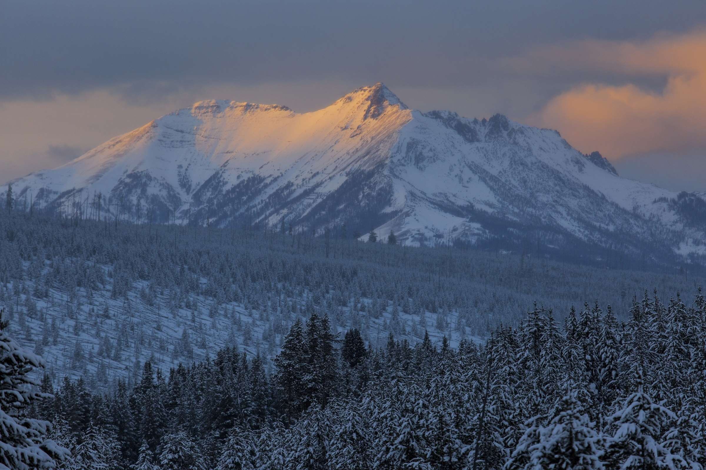 Free Download Hd Wallpaper Alpine Cold Conifer Dawn Daylight