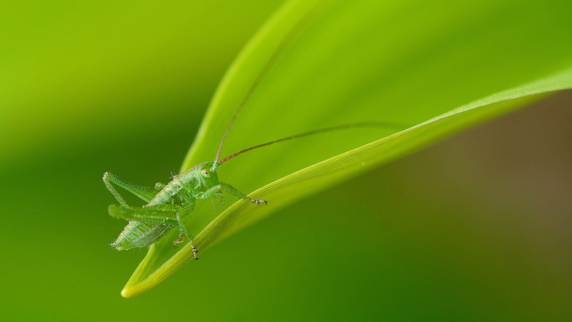 green grasshopper on selective focus photo, insect, macro, plants