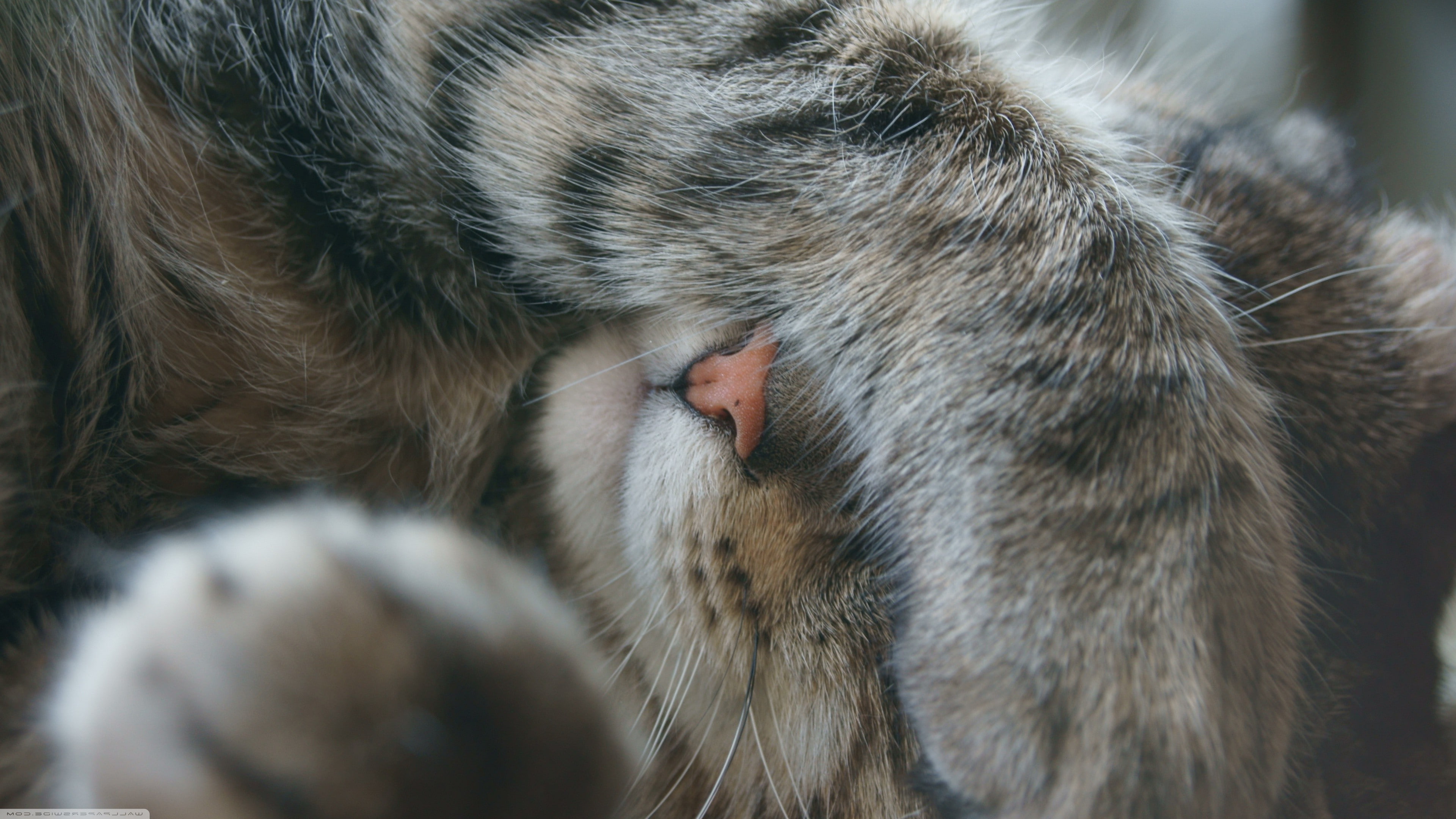 cat, Sleeping