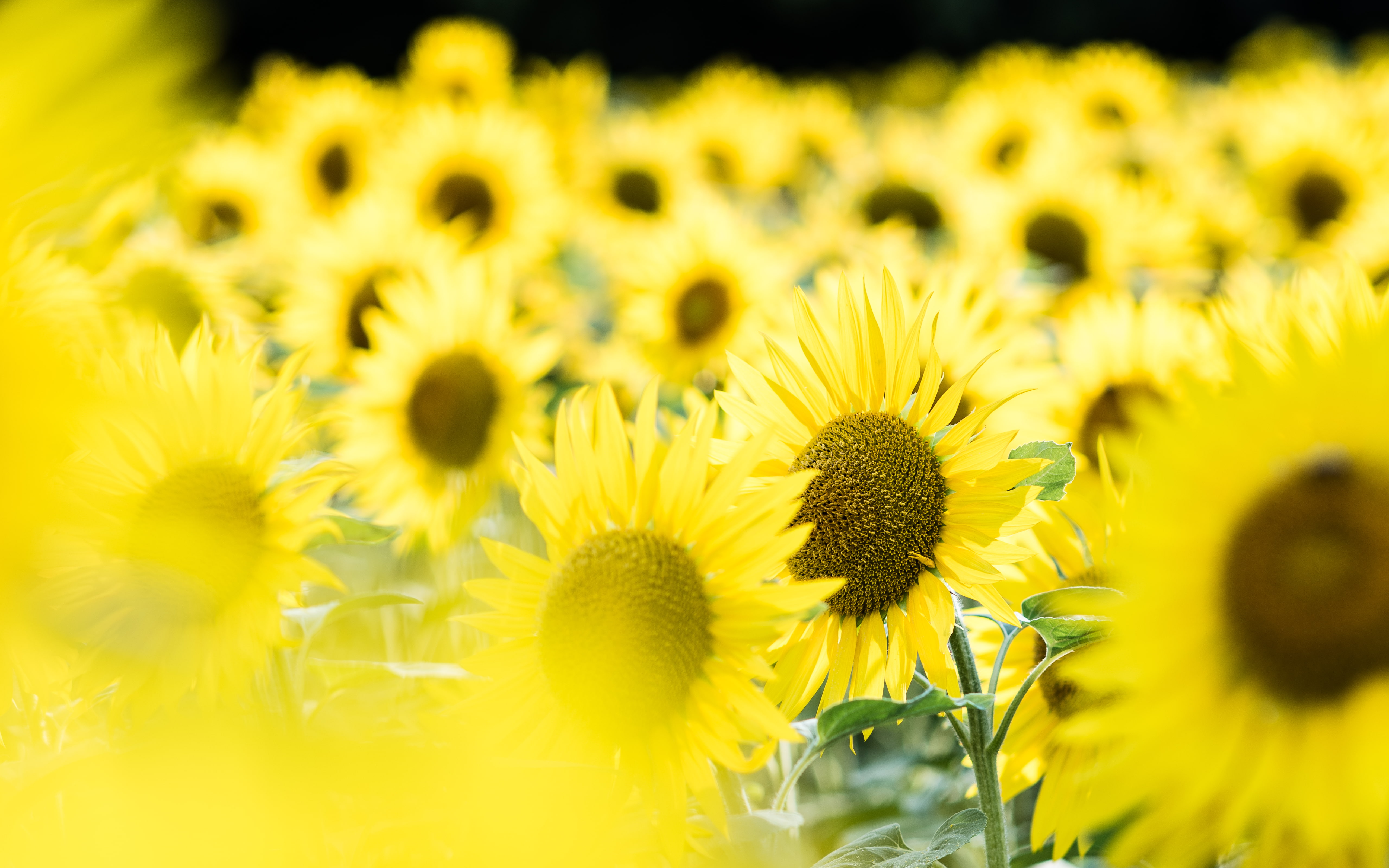 Tournesol, flowers, nature, photography, sunflowers, switzerland