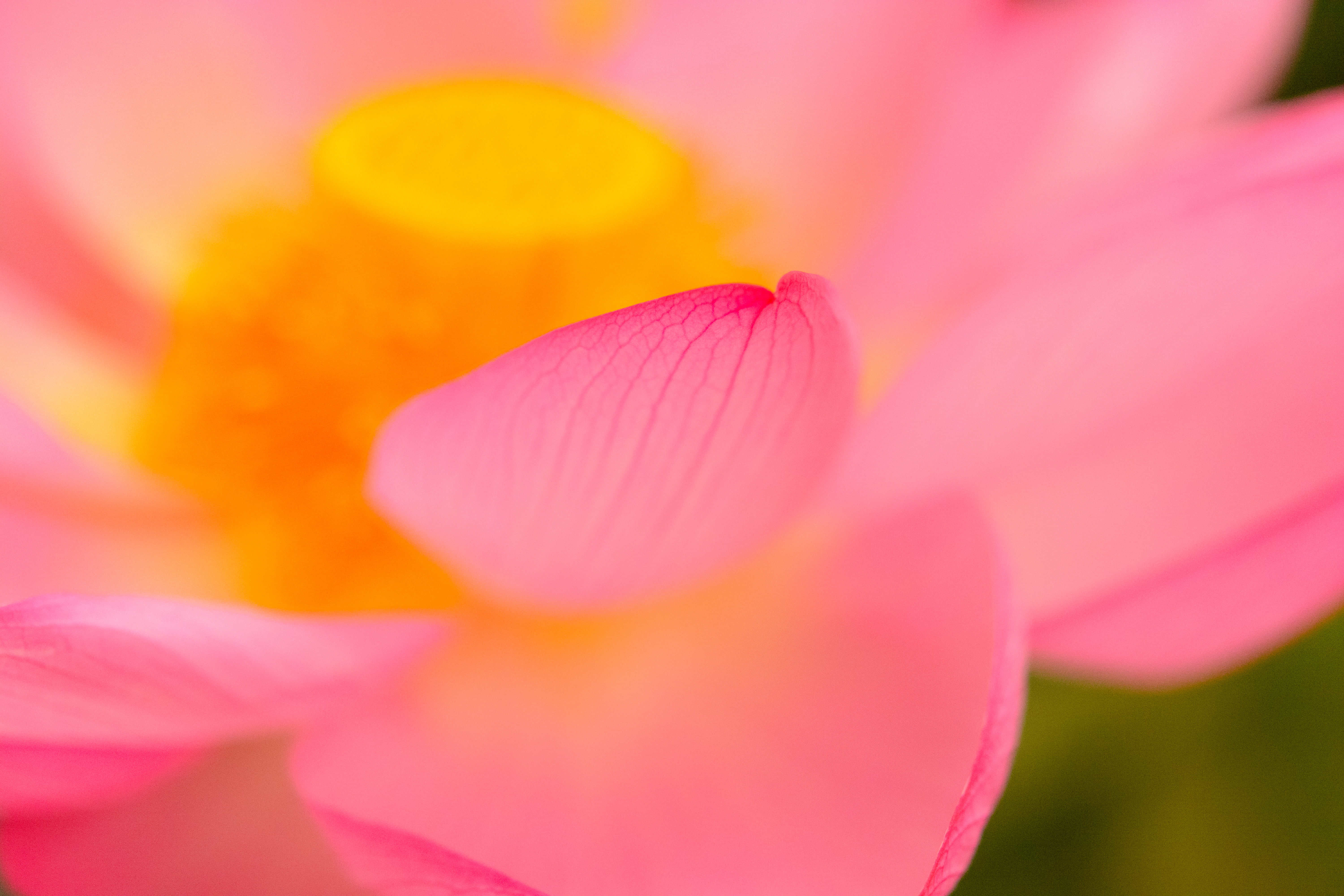 macro photography of pink petaled flower, Lotus Flower, Shinobazu Pond