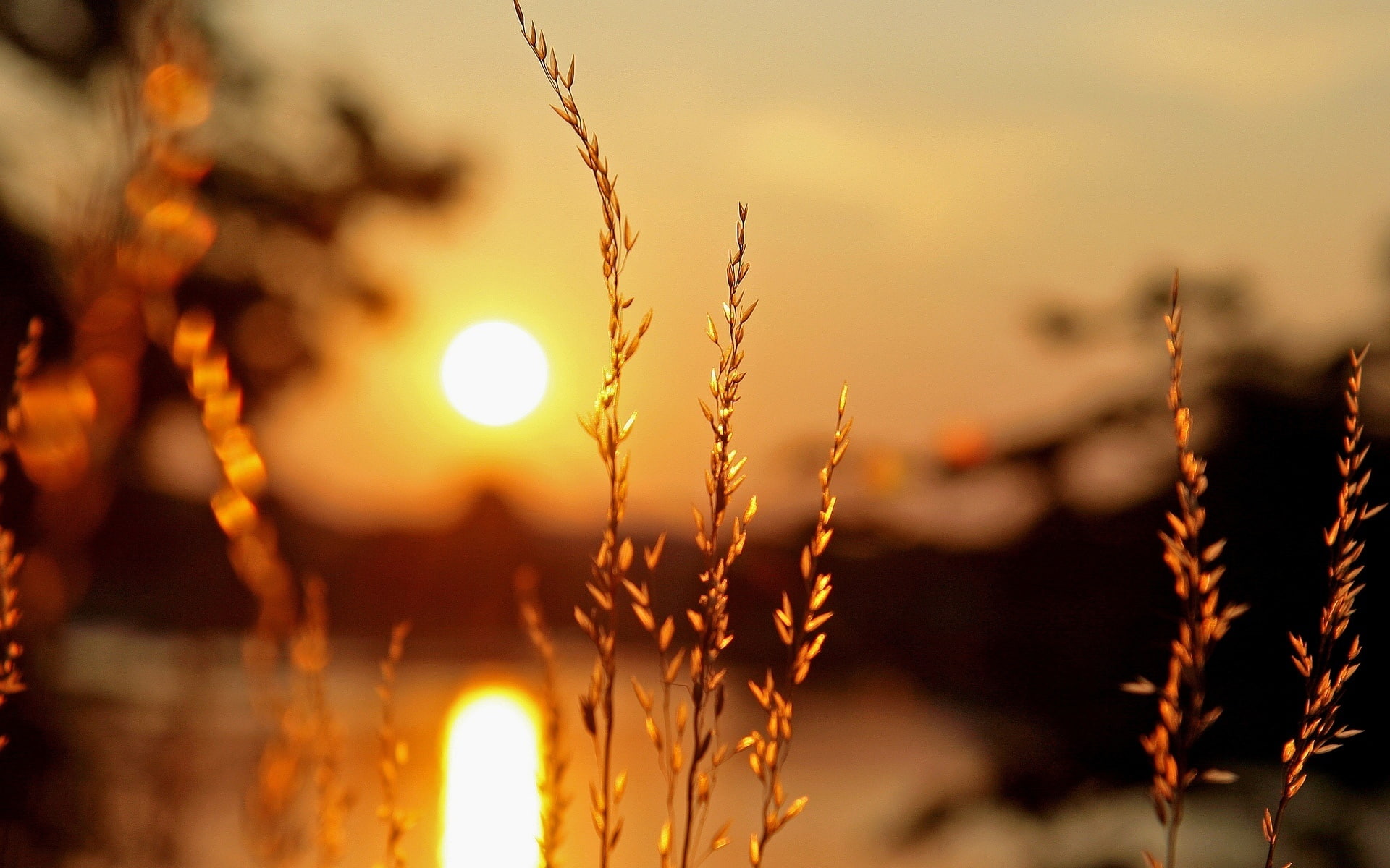 Macro plants, sunset, light, blur background
