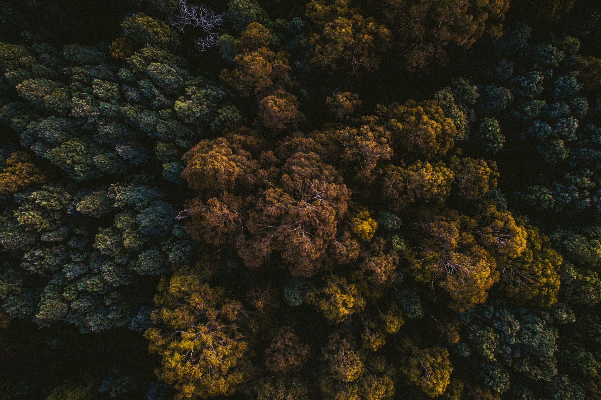 photography, nature, trees, top view, forest, dark, tropical
