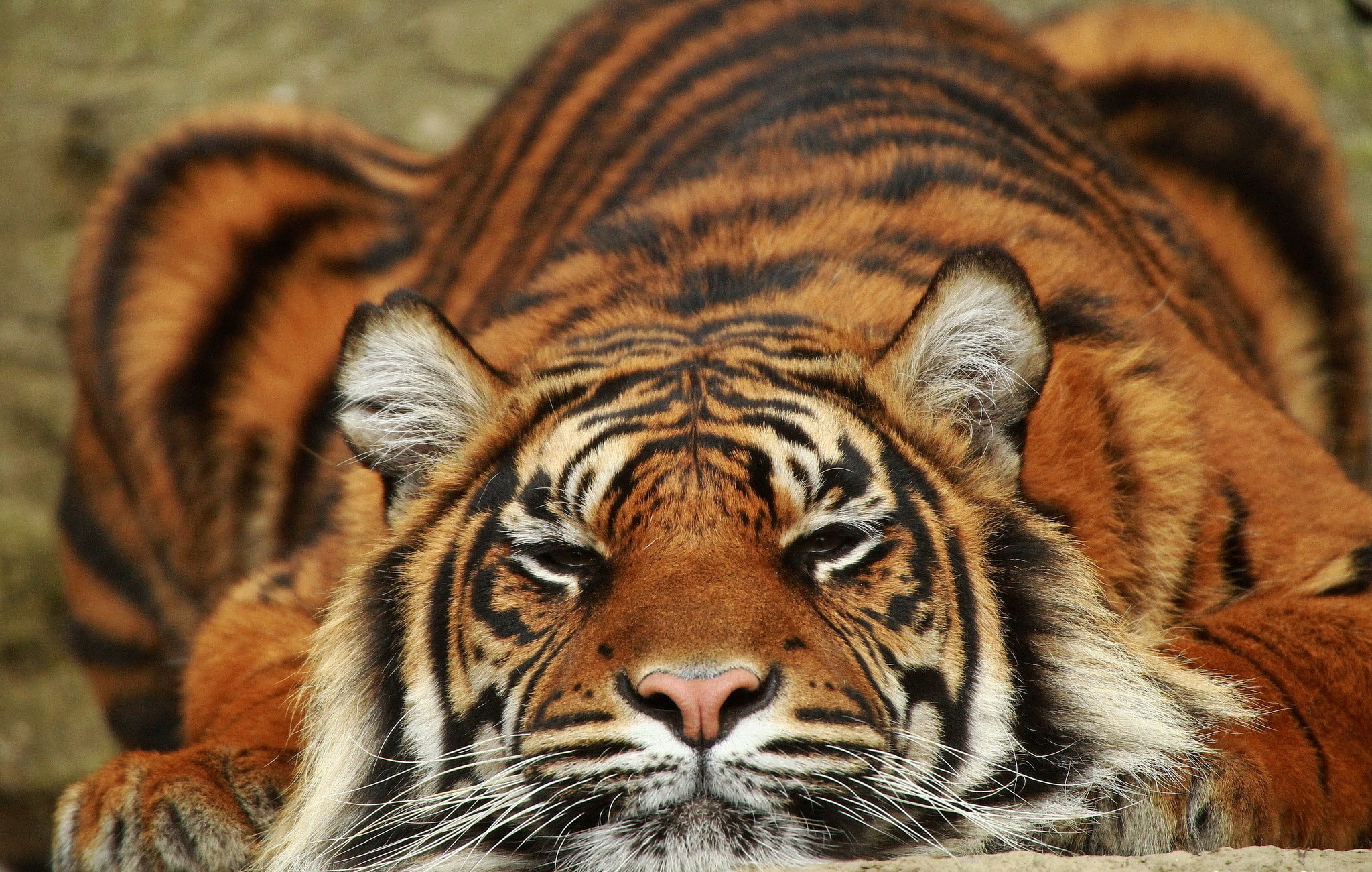 Sumatra tiger, predator, Animal, wild cat