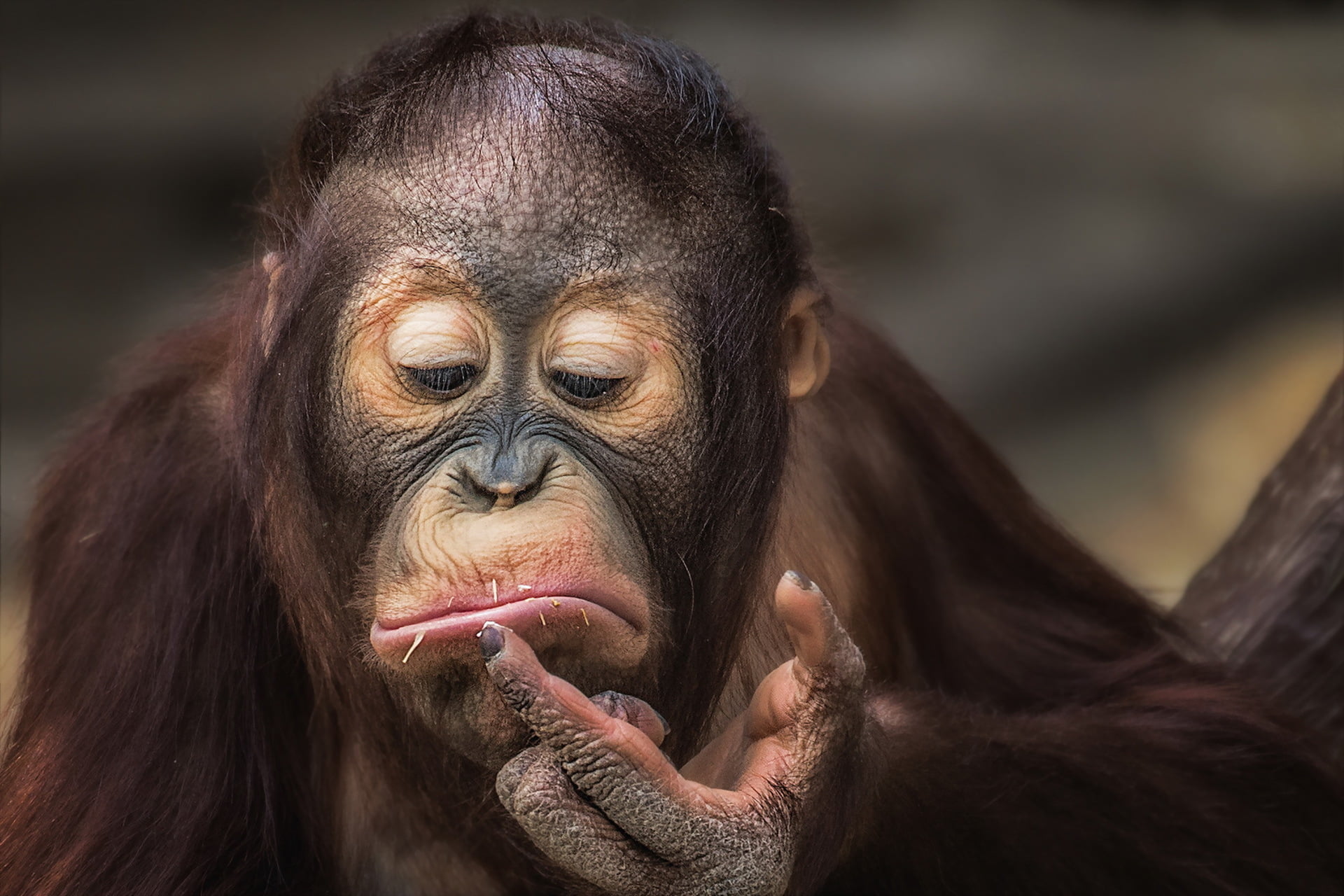brown orangutan, monkey, facial expressions, primate, mammal