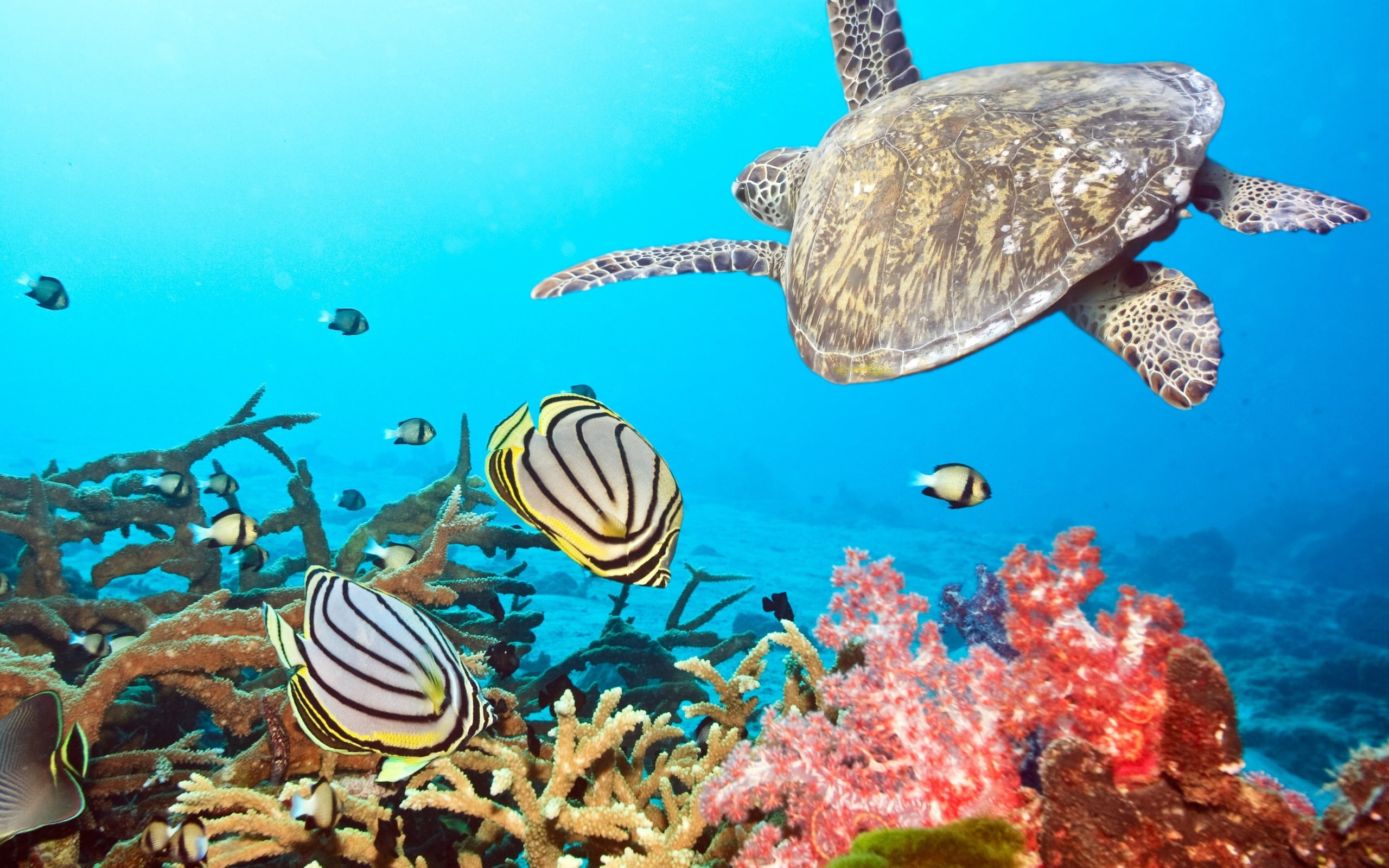nature fish turtles underwater sea 2560x1600  Animals Fish HD Art