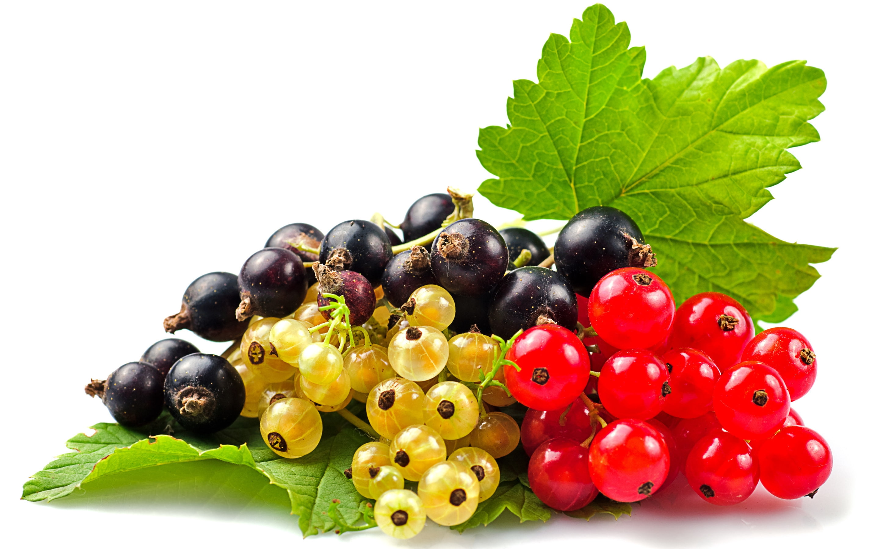 Currants Selection, black currants, white currants, red currants