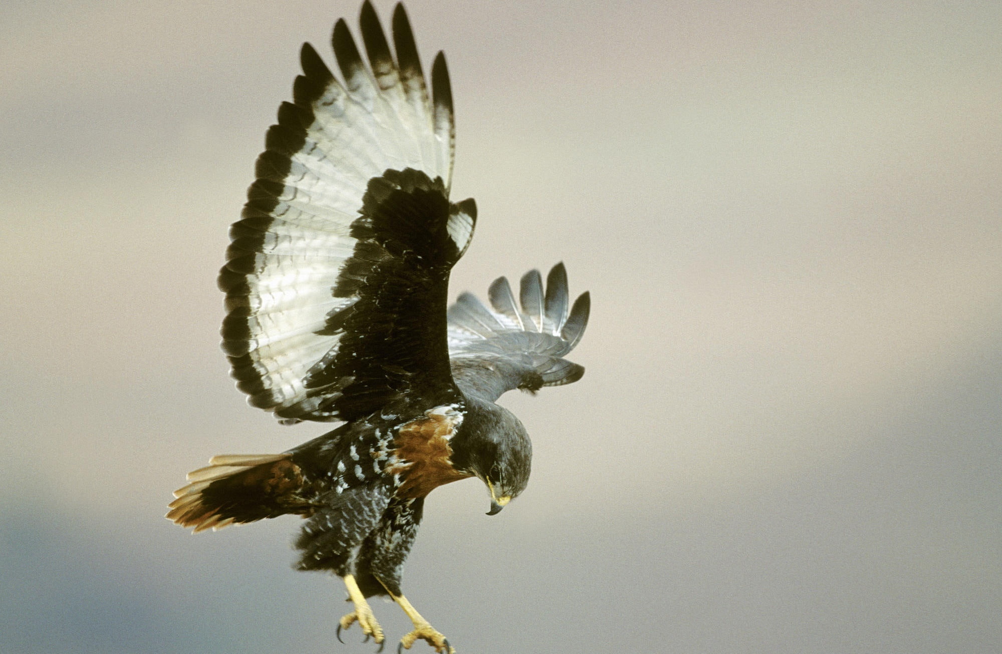 Jackal Buzzard Buteo Rufofuscus In Flight..., Harri's hawk, Animals