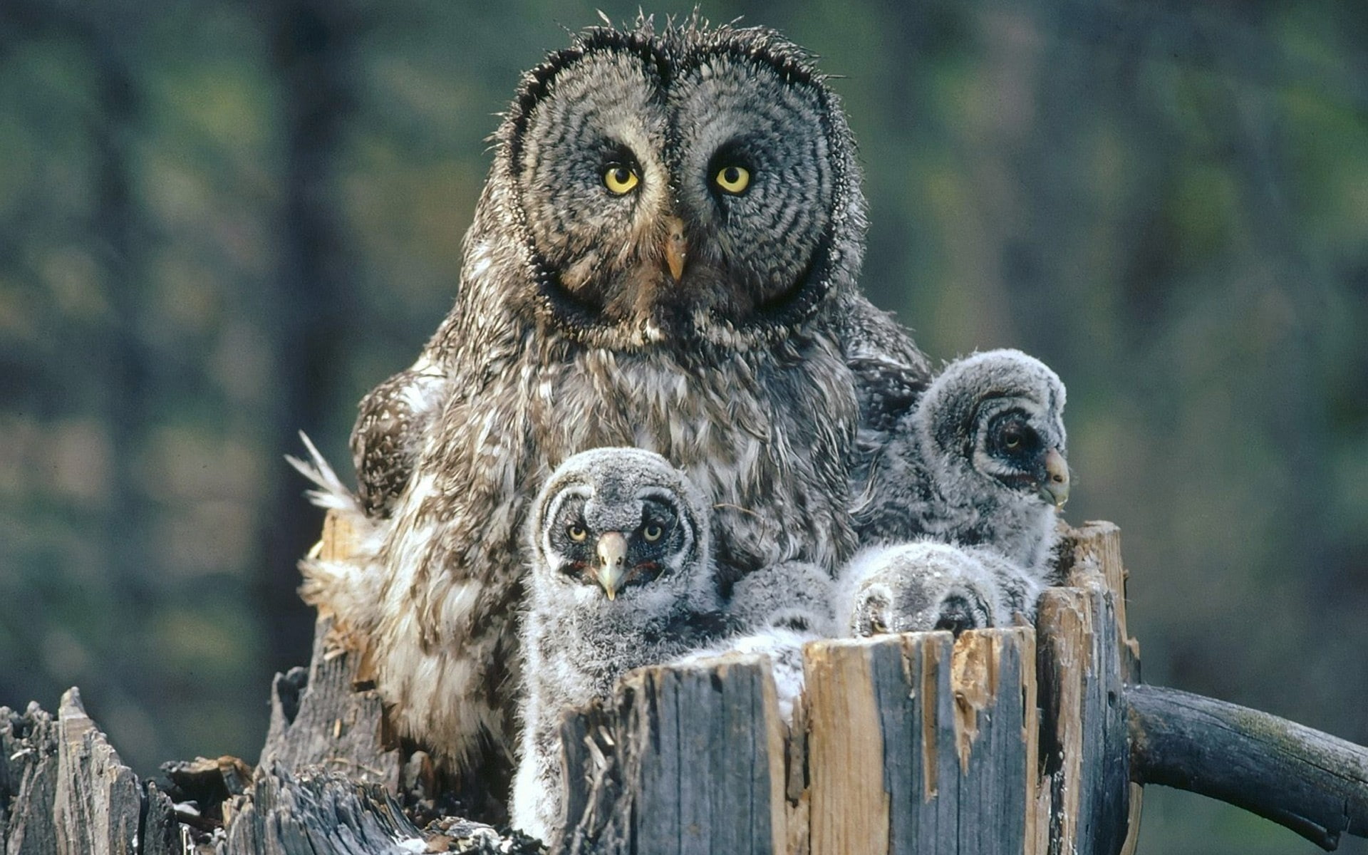 birds family animals owls backgrounds 1920x1200  Animals Birds HD Art