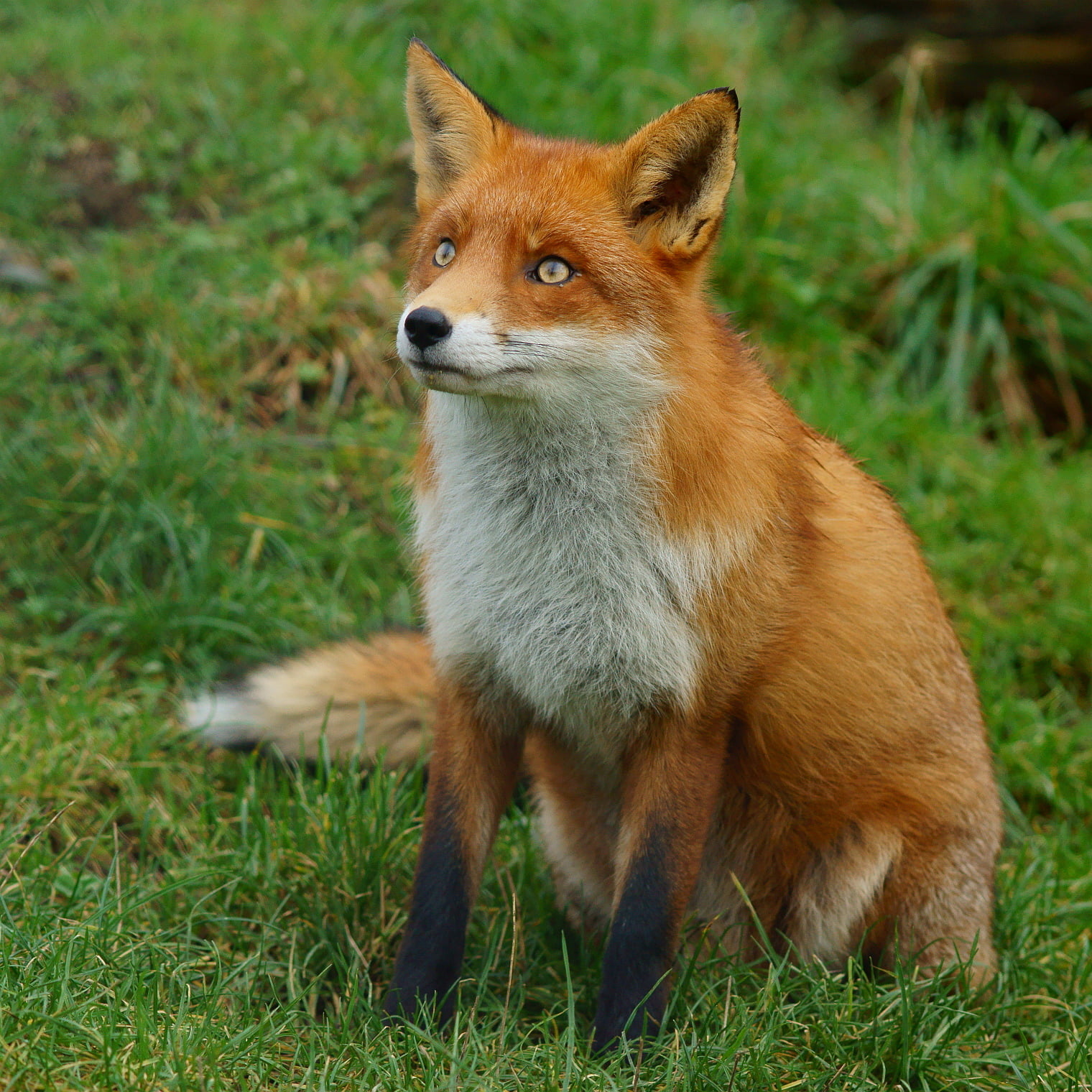 fox on grass field, British  Wildlife  Centre, Newchapel  Surrey