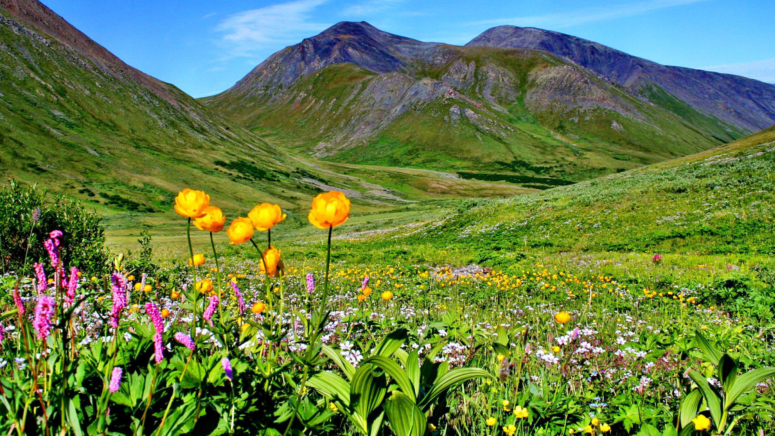Mountain Meadow With Flowers And Green Grass Mountains’blue Sky Desktop Backgrounds Free Download For Windows