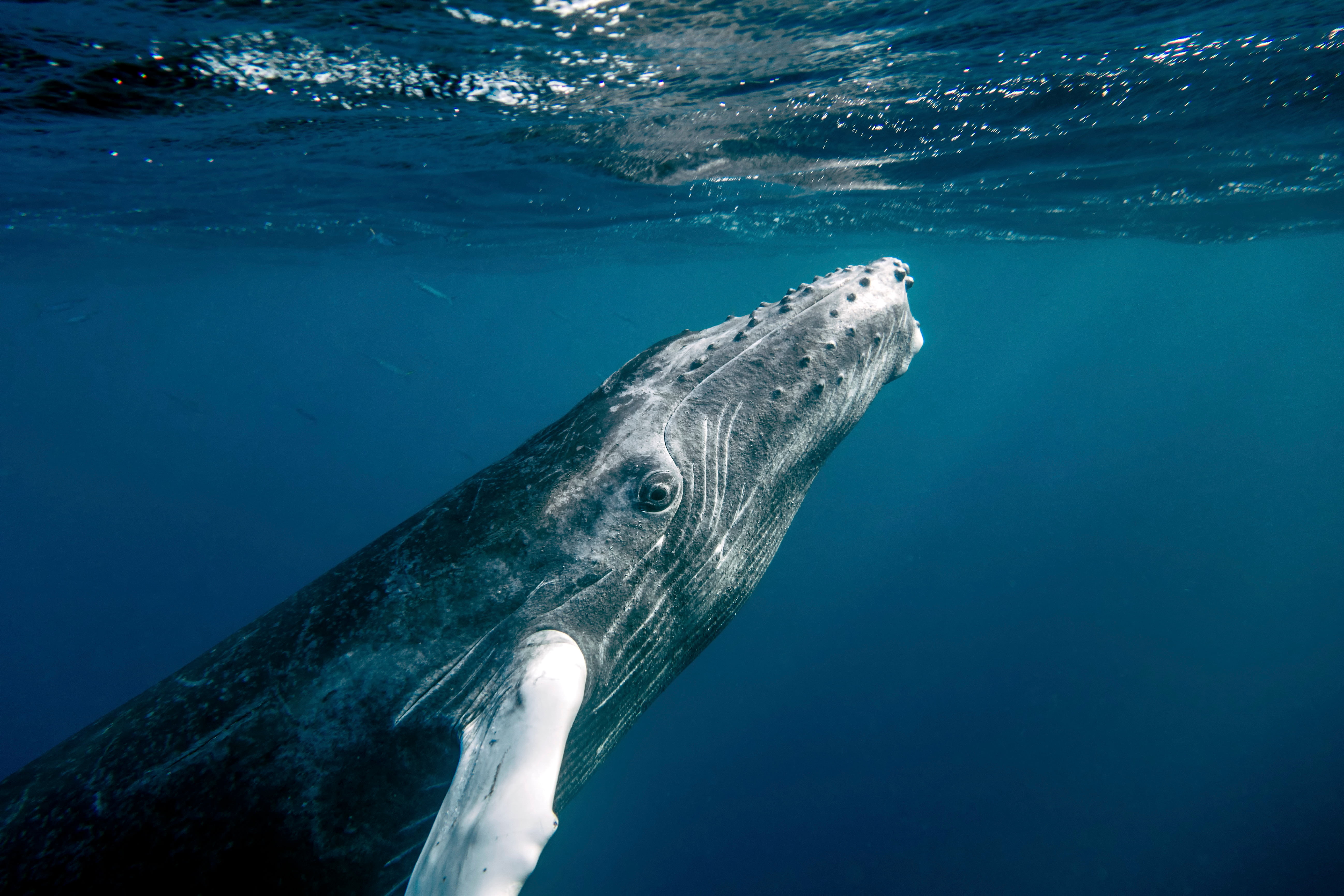 underwater photography of humpback whale, humans, photographer