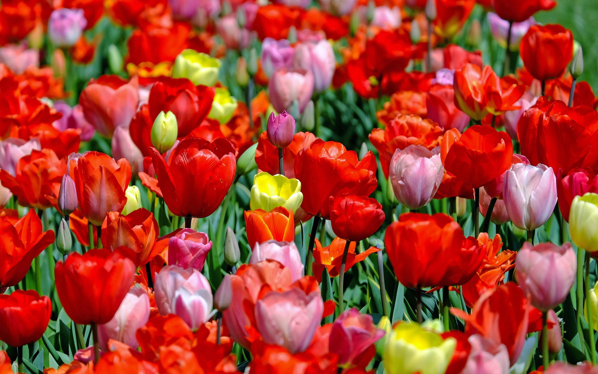 Sold Flowers Tulips Flowers With Red Yellow And Pink Color Desktop Wallpaper Hd 1920×1200