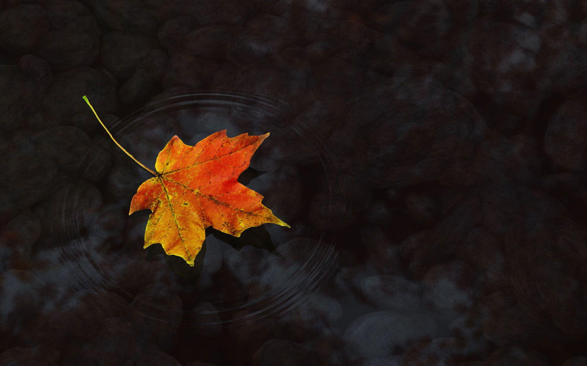 Leaf in the water, maple leaf, photography, 1920x1200