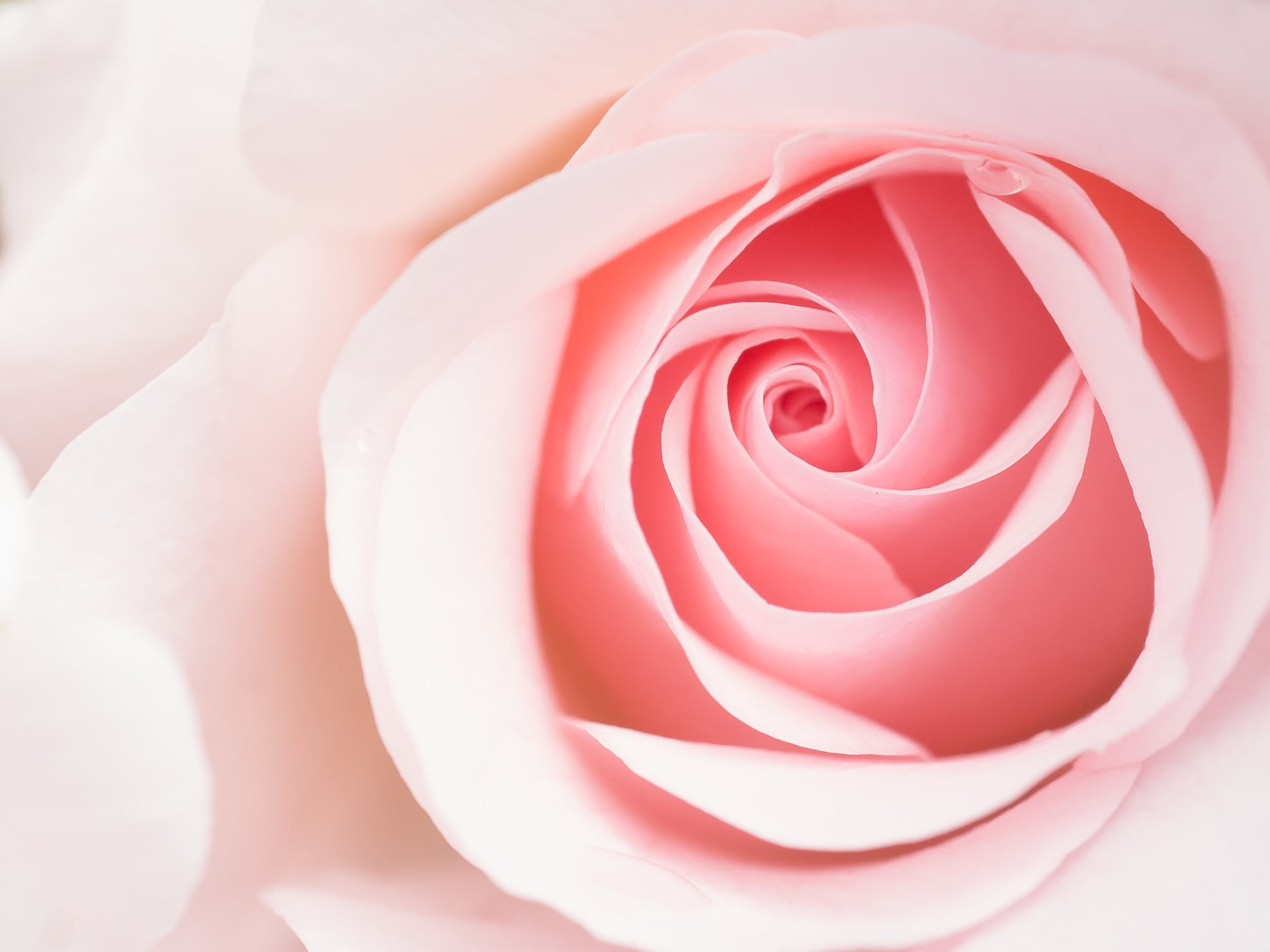 close up photography of pink rose, Blume, flower, Panasonic Lumix G5