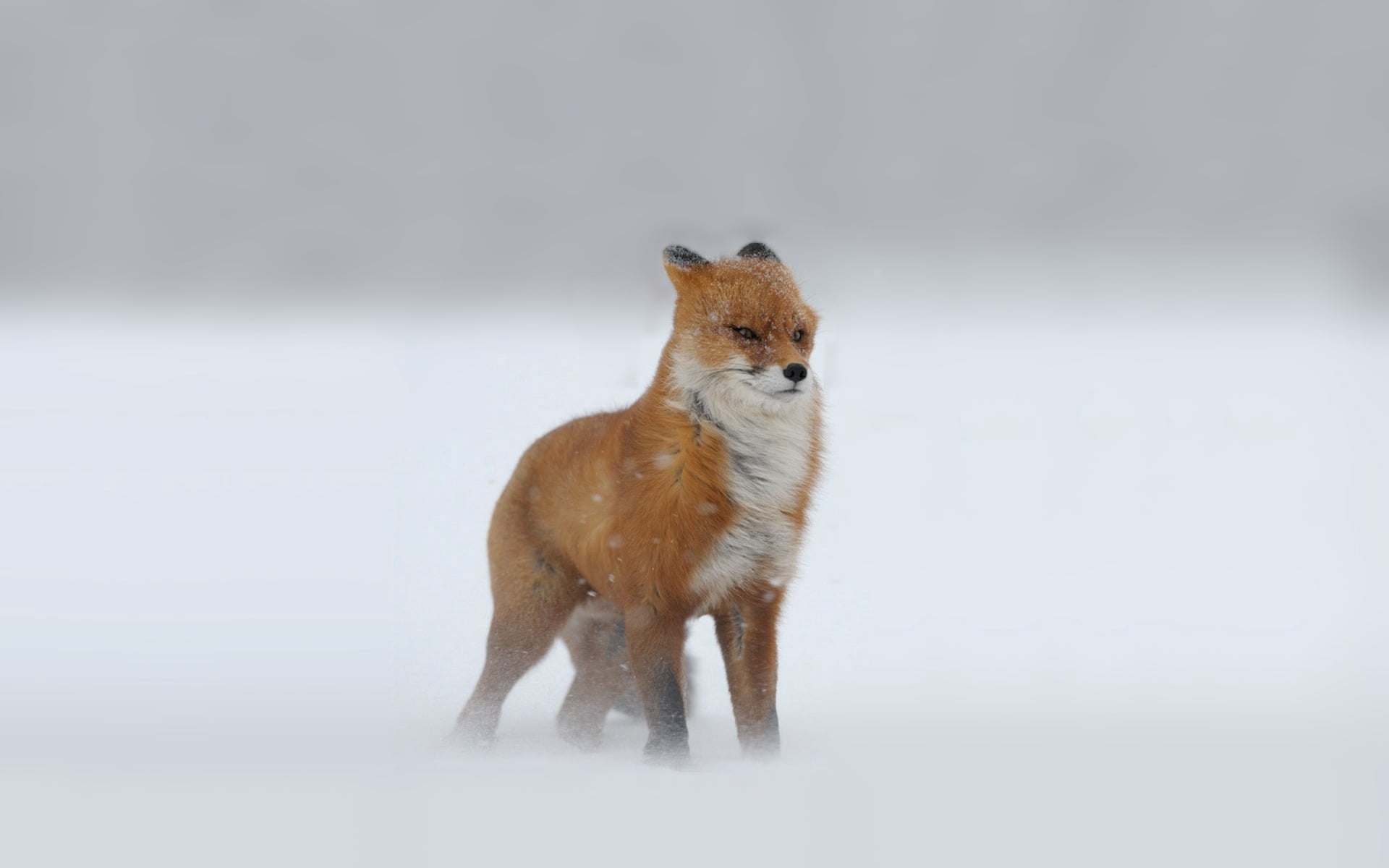 red fox, foxes, red-haired, looking, winter, snow, snowstorm