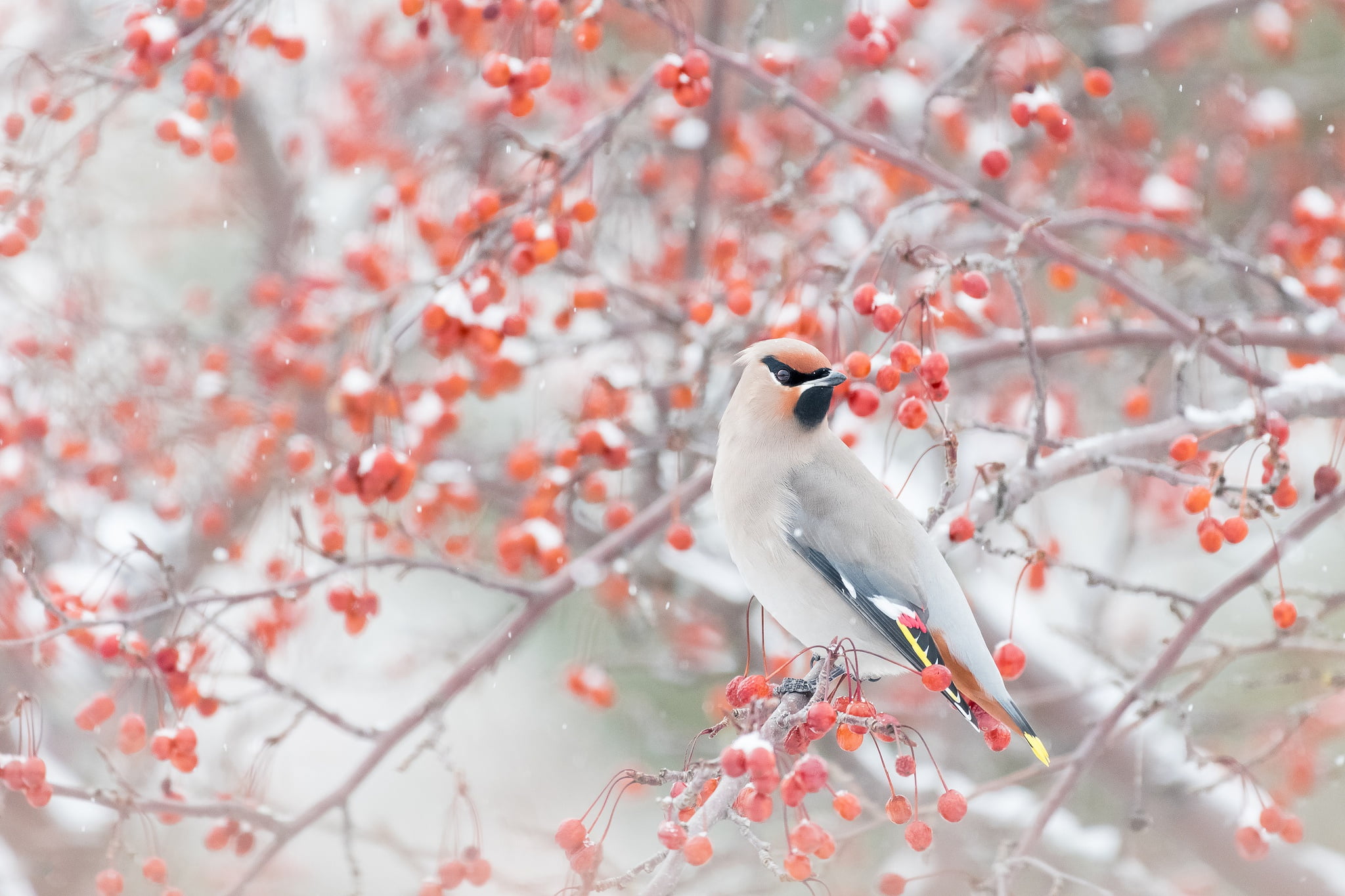 winter, snow, branches, berries, bird, the Waxwing