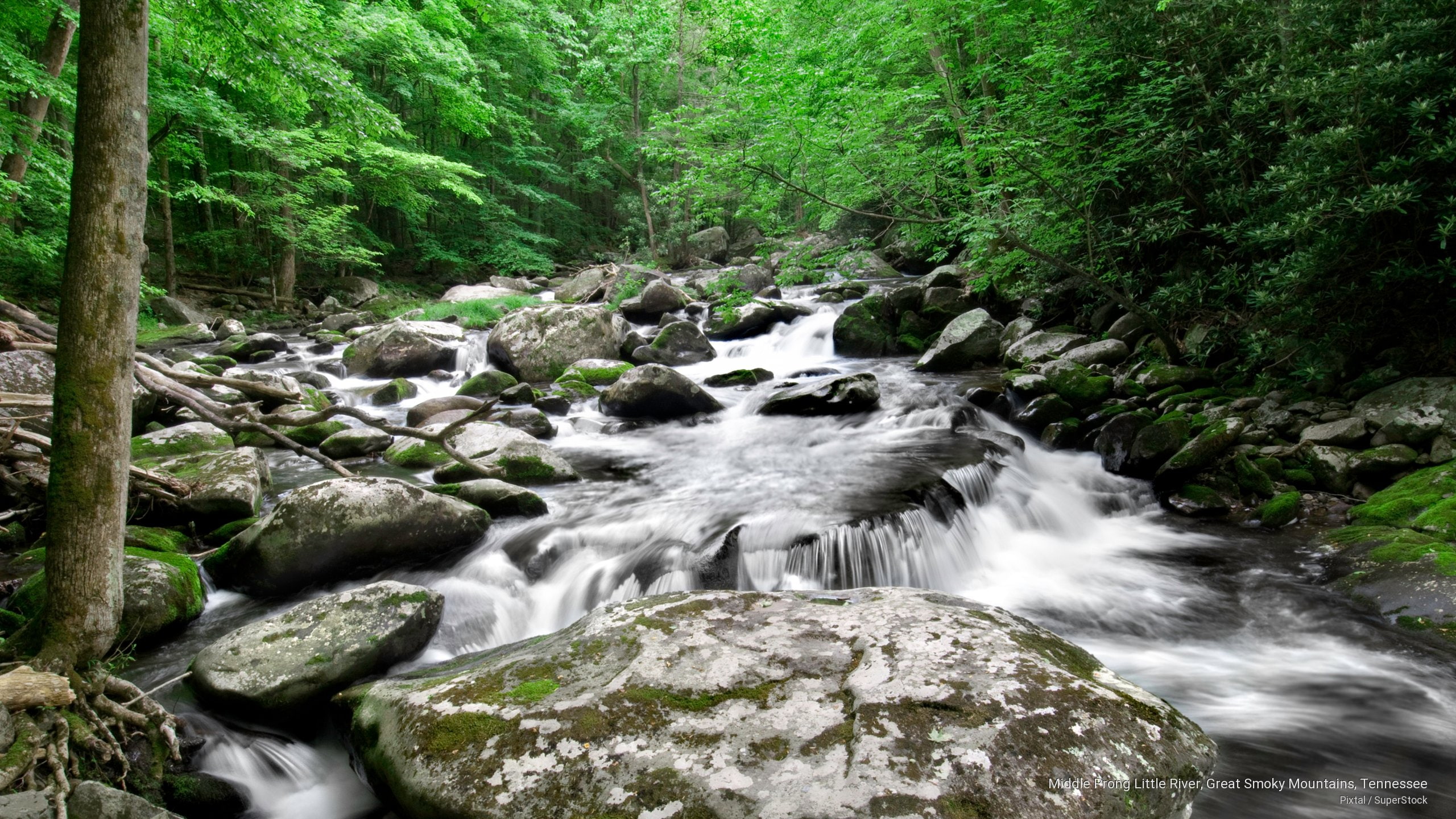 Middle Prong Little River, Great Smoky Mountains, Tennessee, Spring/Summer
