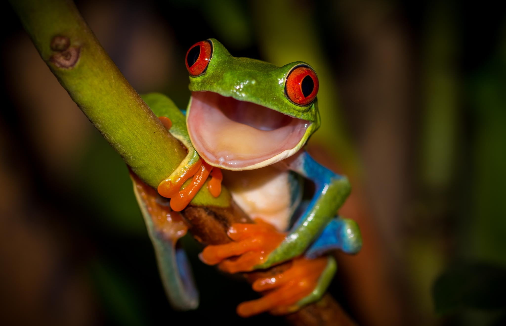 green and blue frog, legs, mouth, stem, orange, red eyes, colorful