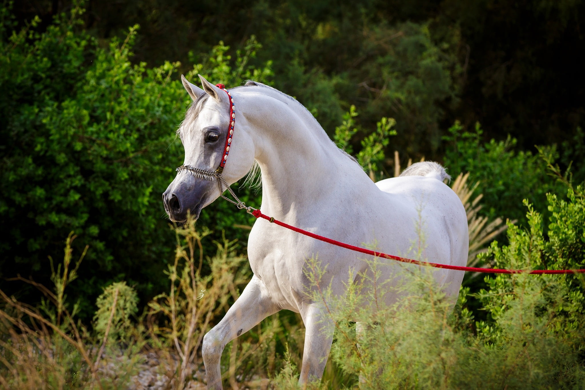 white, horse, stallion, grace, Arab