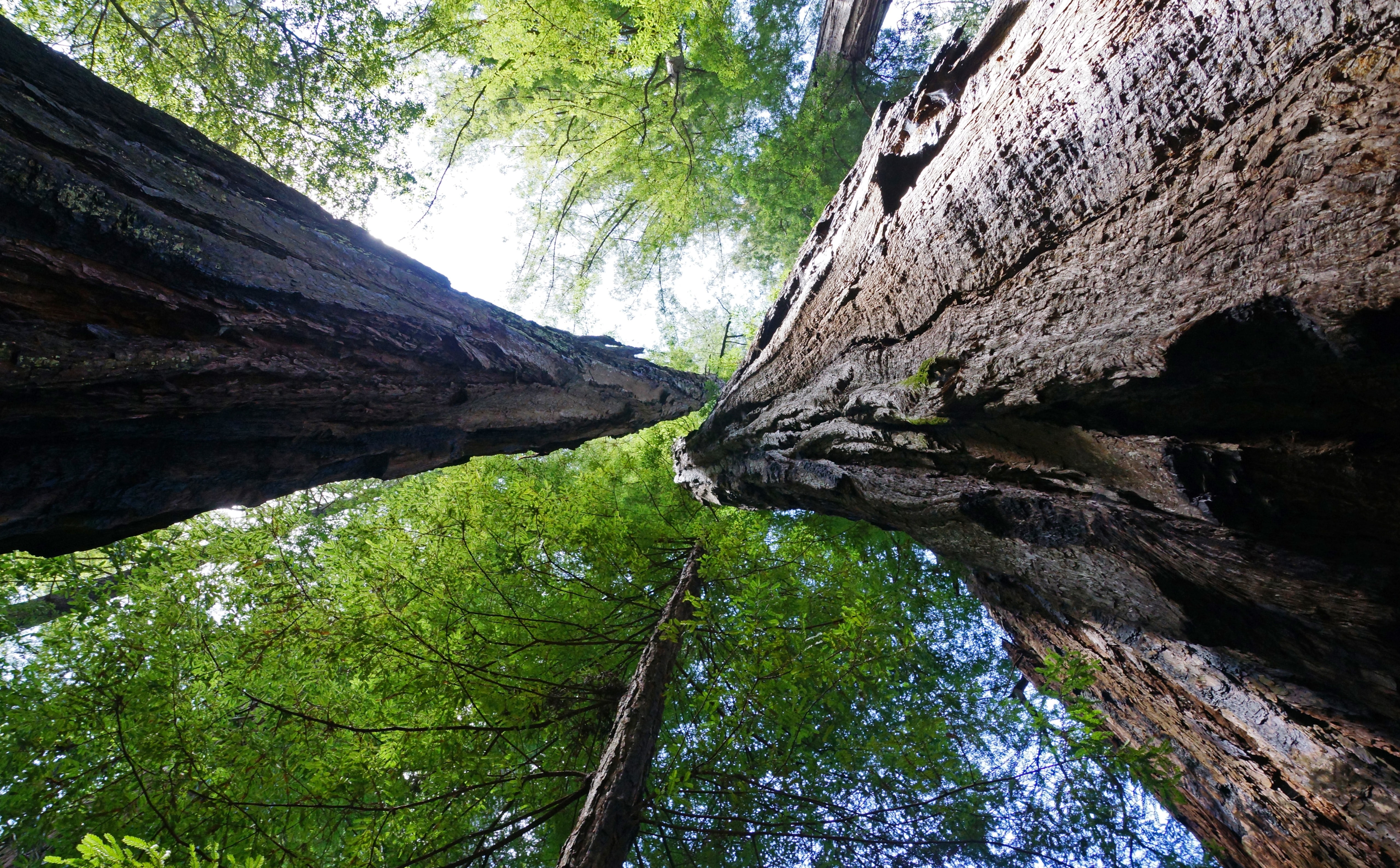 Big Basin Redwoods State Park, United States, California, Nature