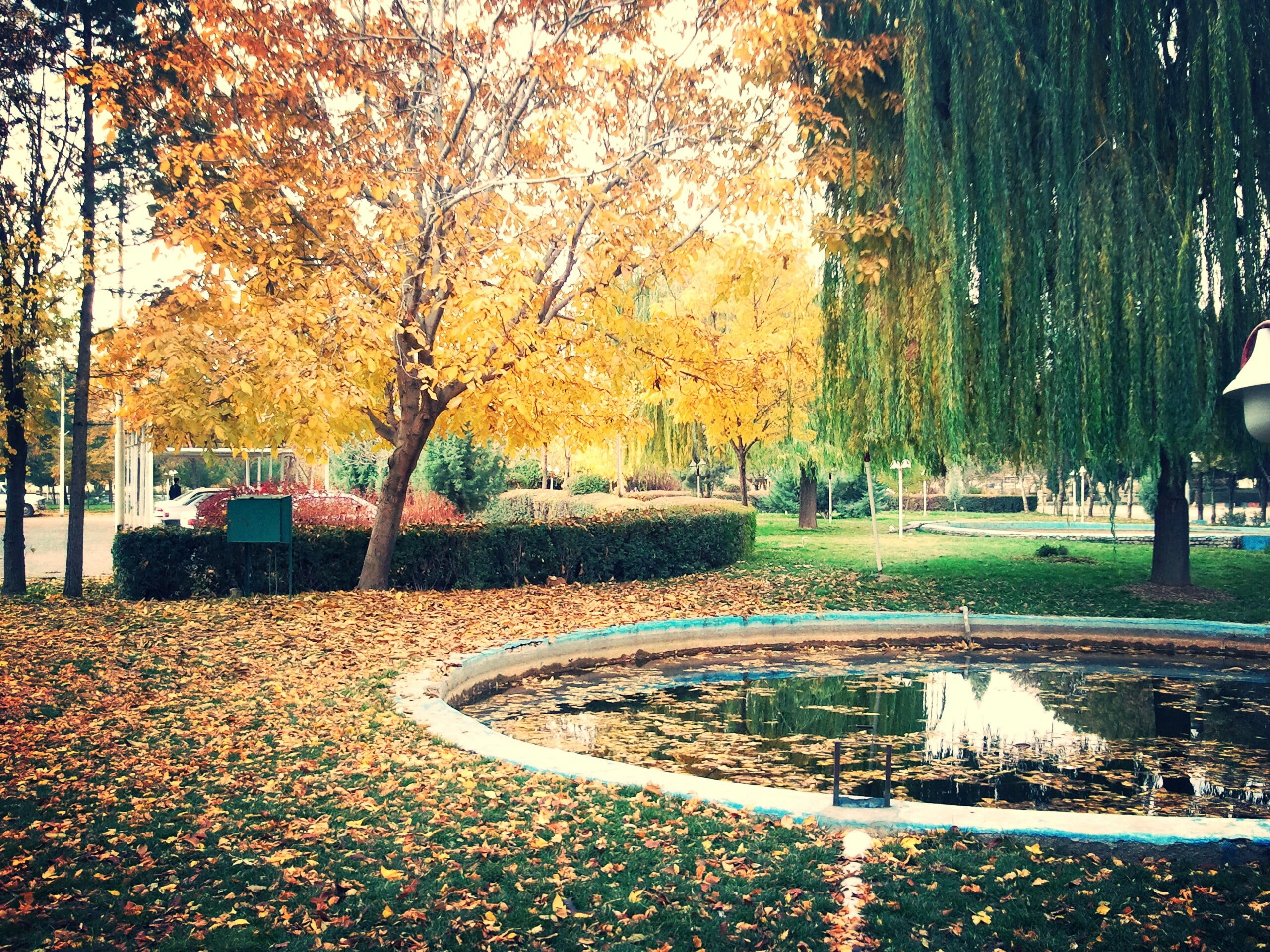 yellow leafed tree, Iran, kermanshah, fall, trees, nature, autumn