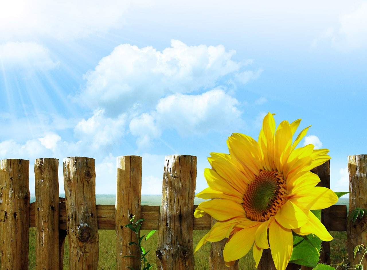 clouds, fence, flowers, grass, Lights, sky, sun, sunflowers