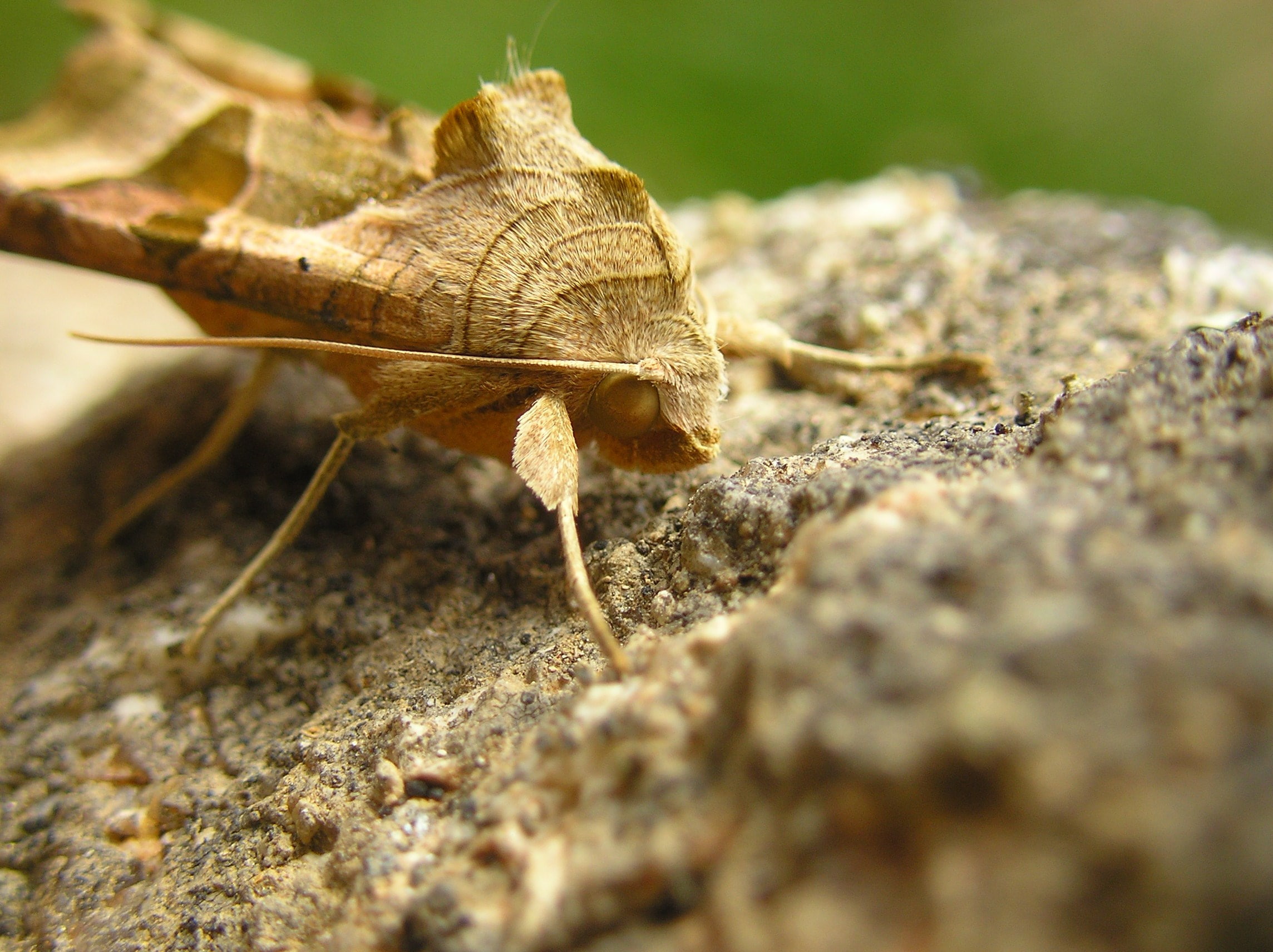 moth