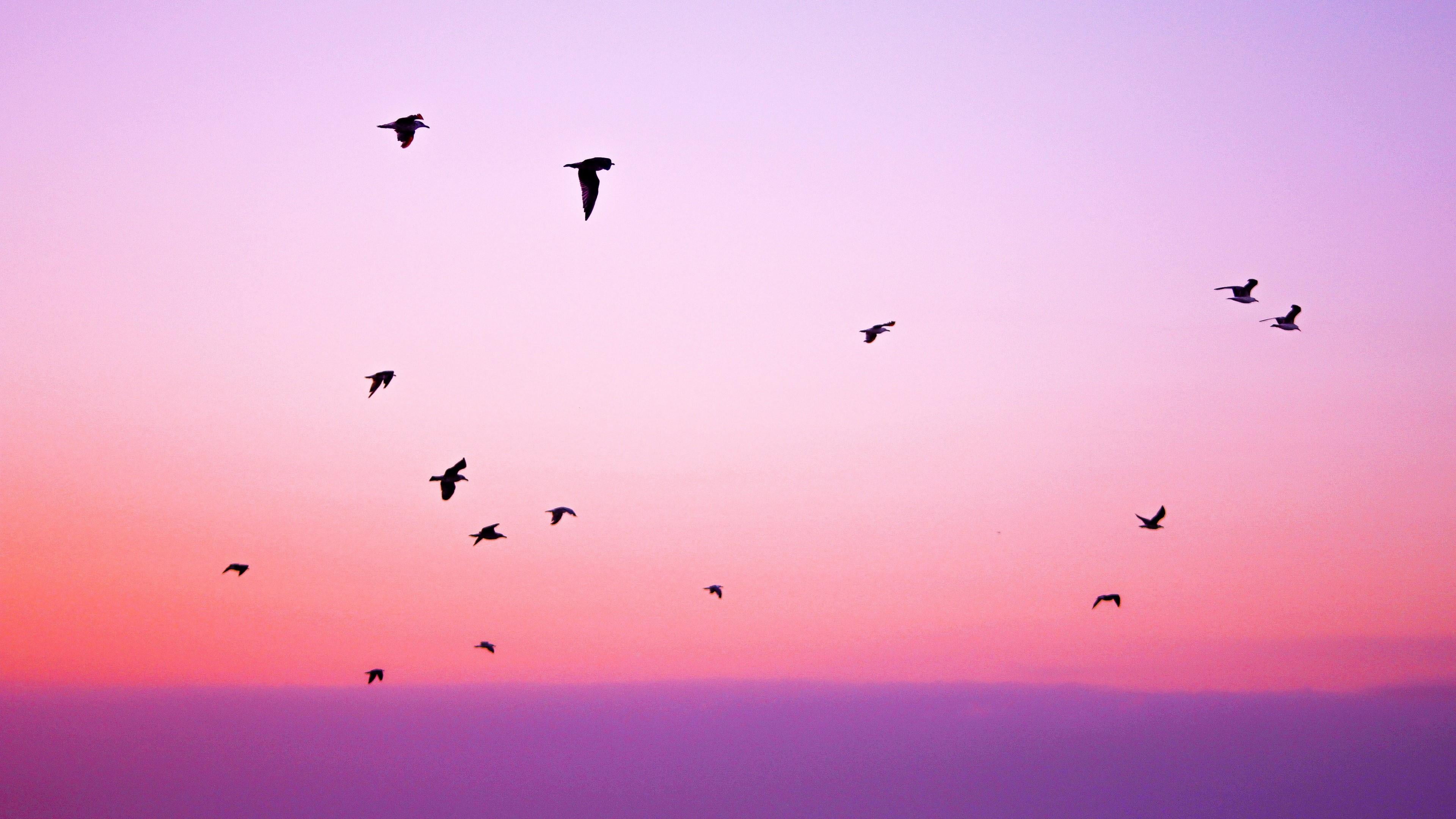 sky, purple sky, migration, bird, morning, bird migration, sunrise