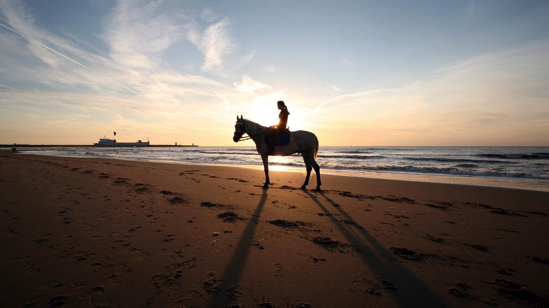 In The Sunset, white and gray horse, beaches, girl, nature, beautiful
