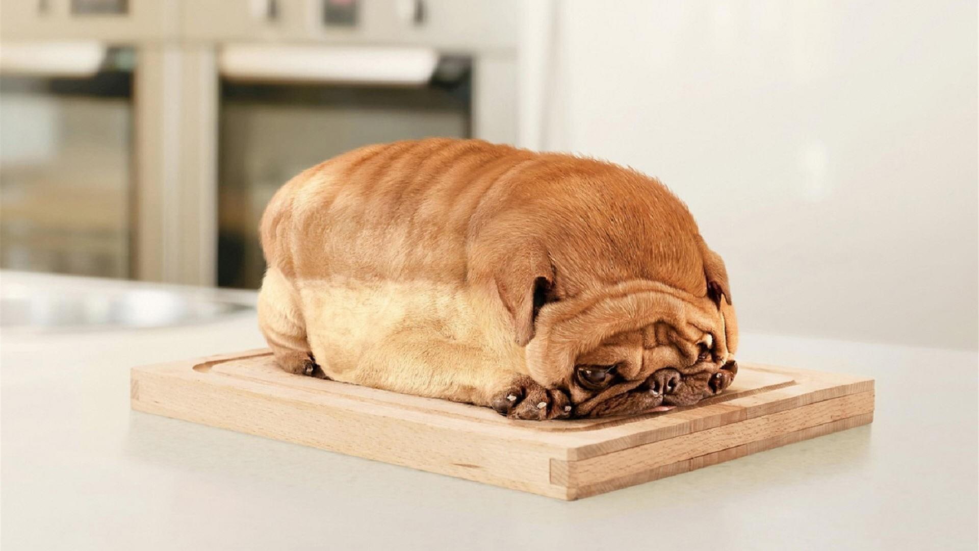 pug, bread, funny