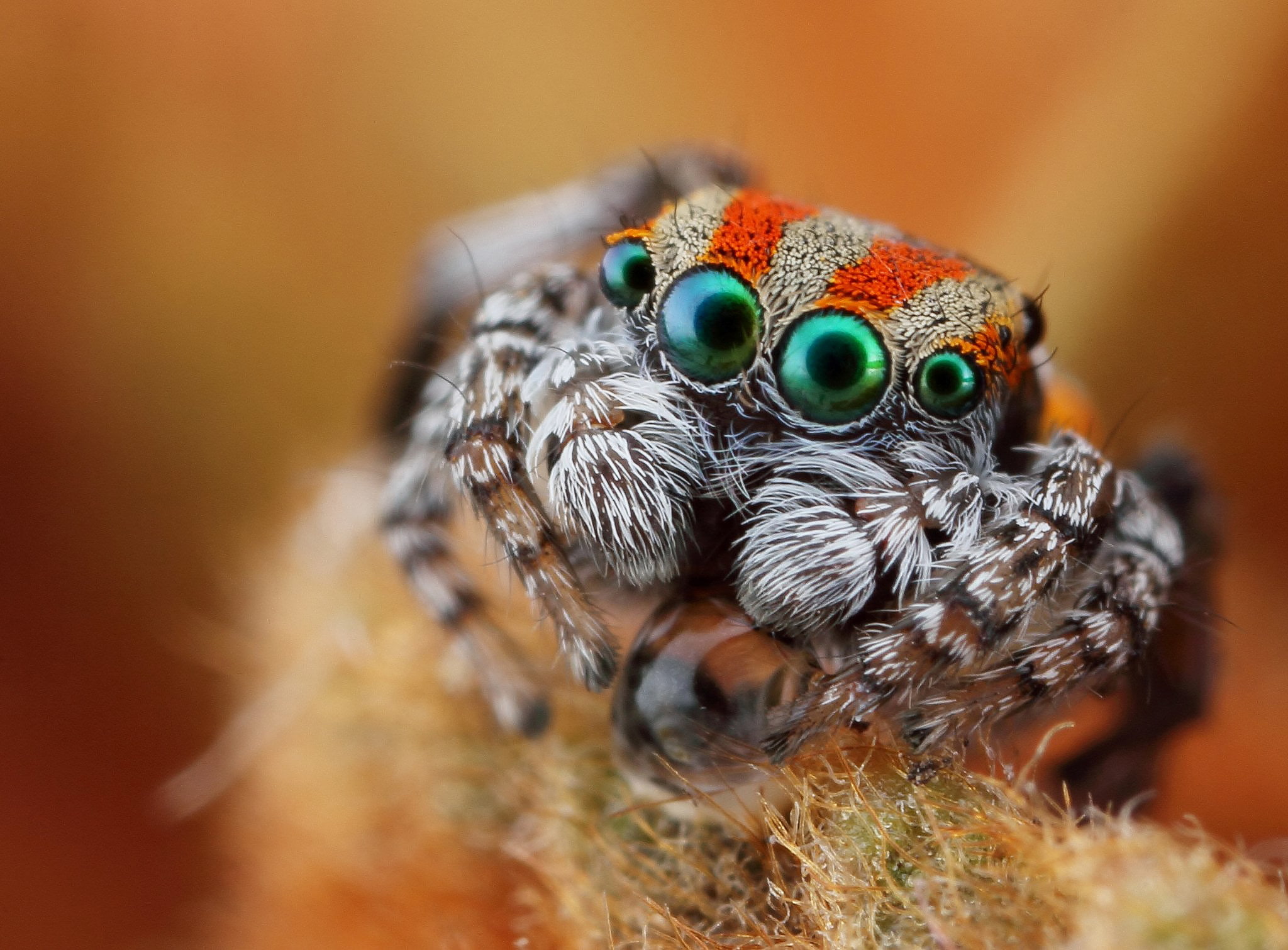 gray and orange spider, eyes, look, macro, jumper, insect, nature