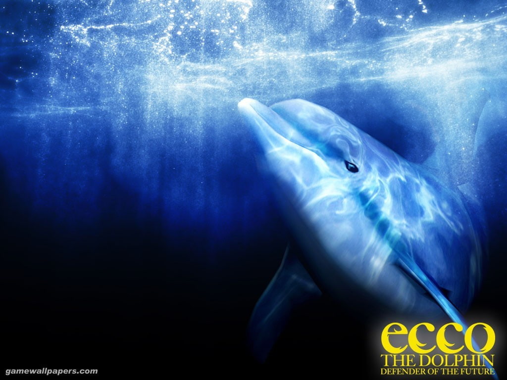 ecco the dolphin 1024x768  Animals Dolphins HD Art