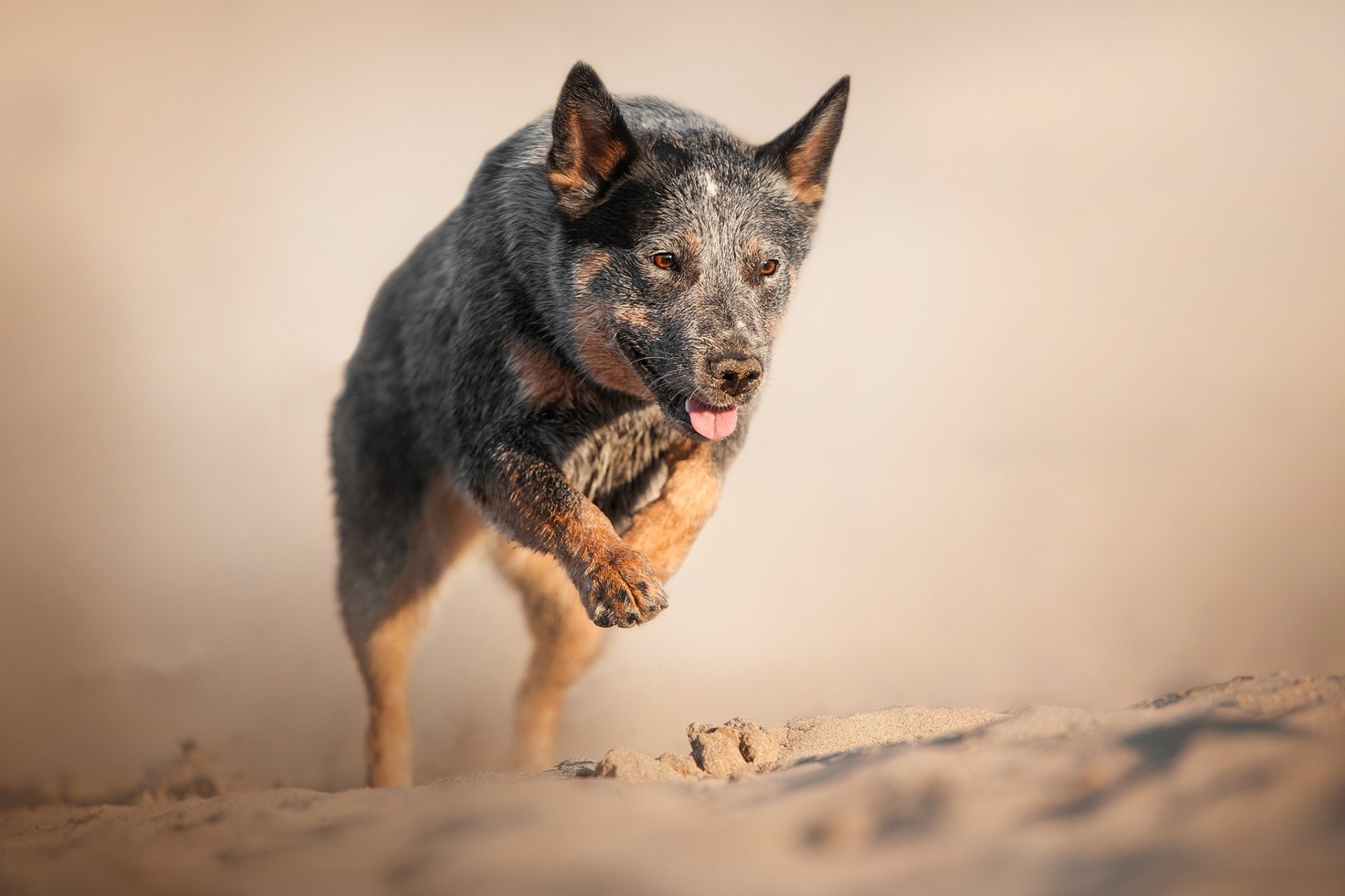 Dogs, Australian Cattle Dog, Pet, Sand