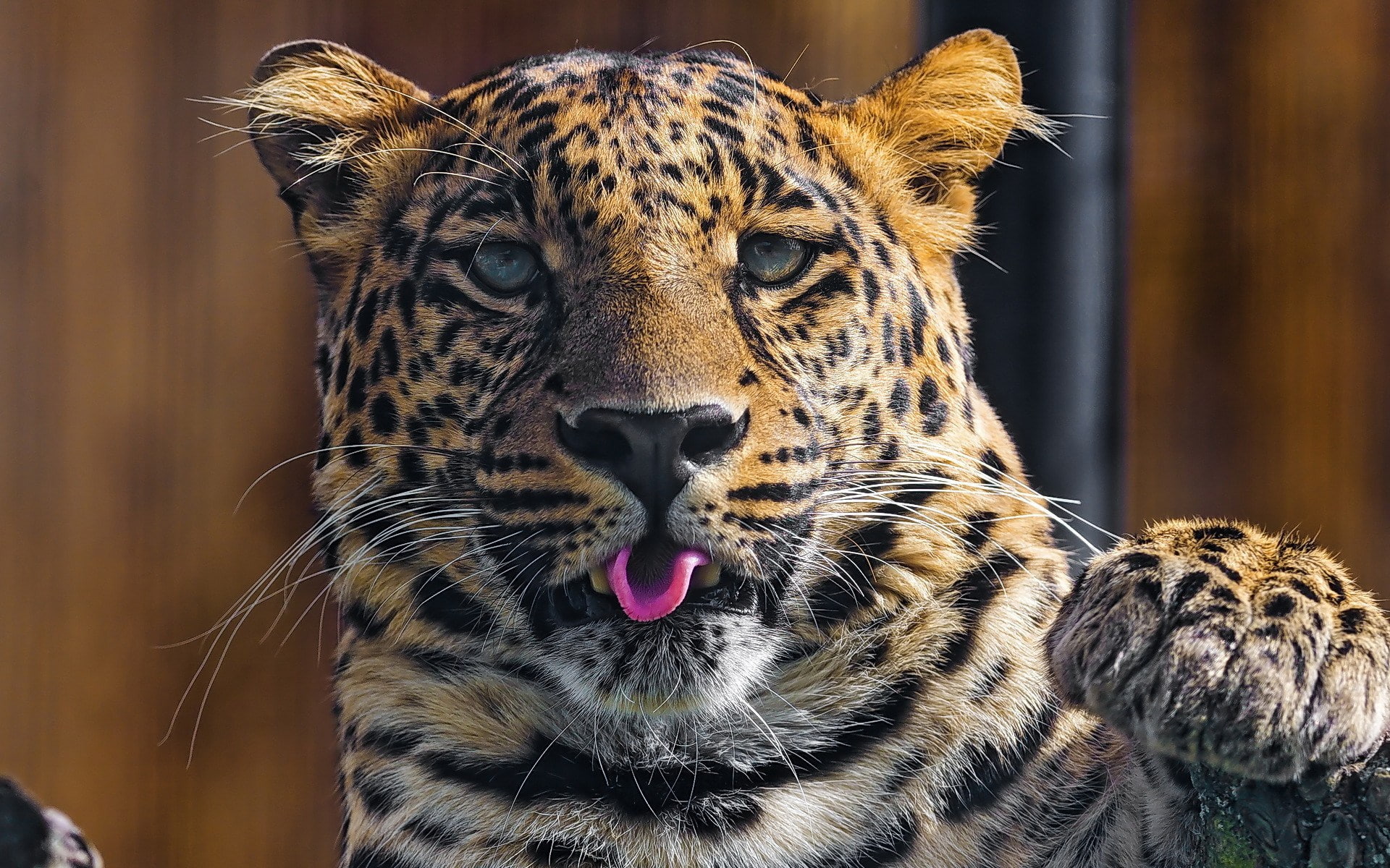 leopard