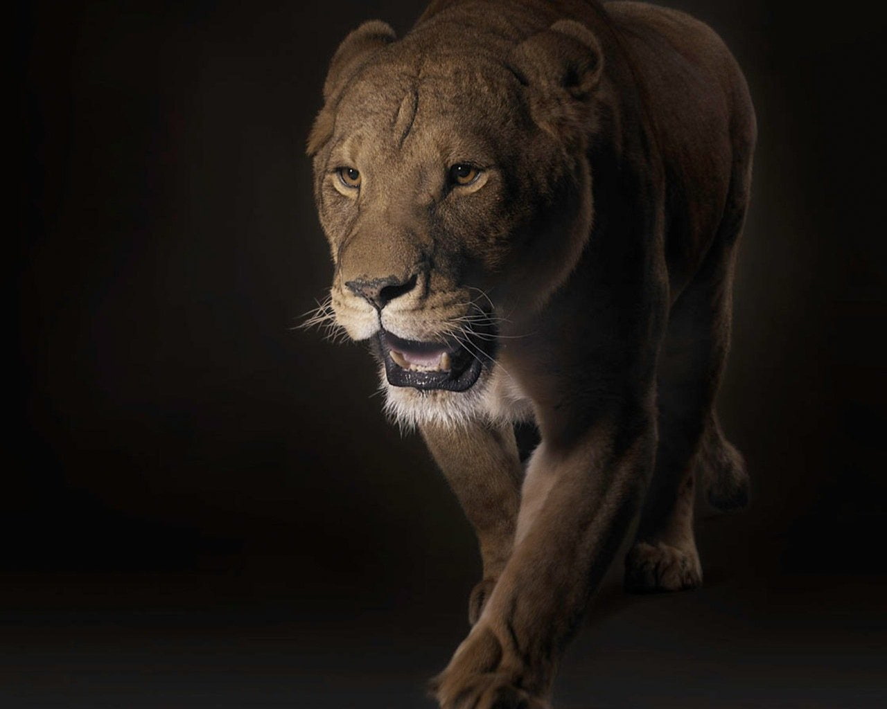 Cats, Lion