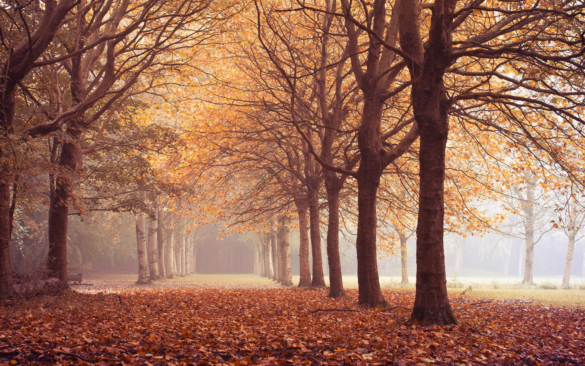 fall, forest