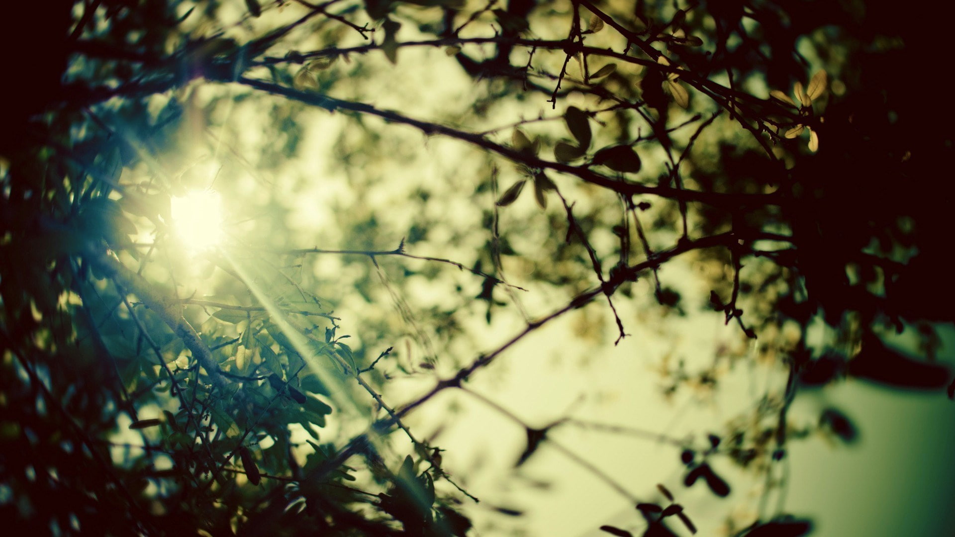 sunbeam, tree, plant, sunlight, branch, nature, low angle view