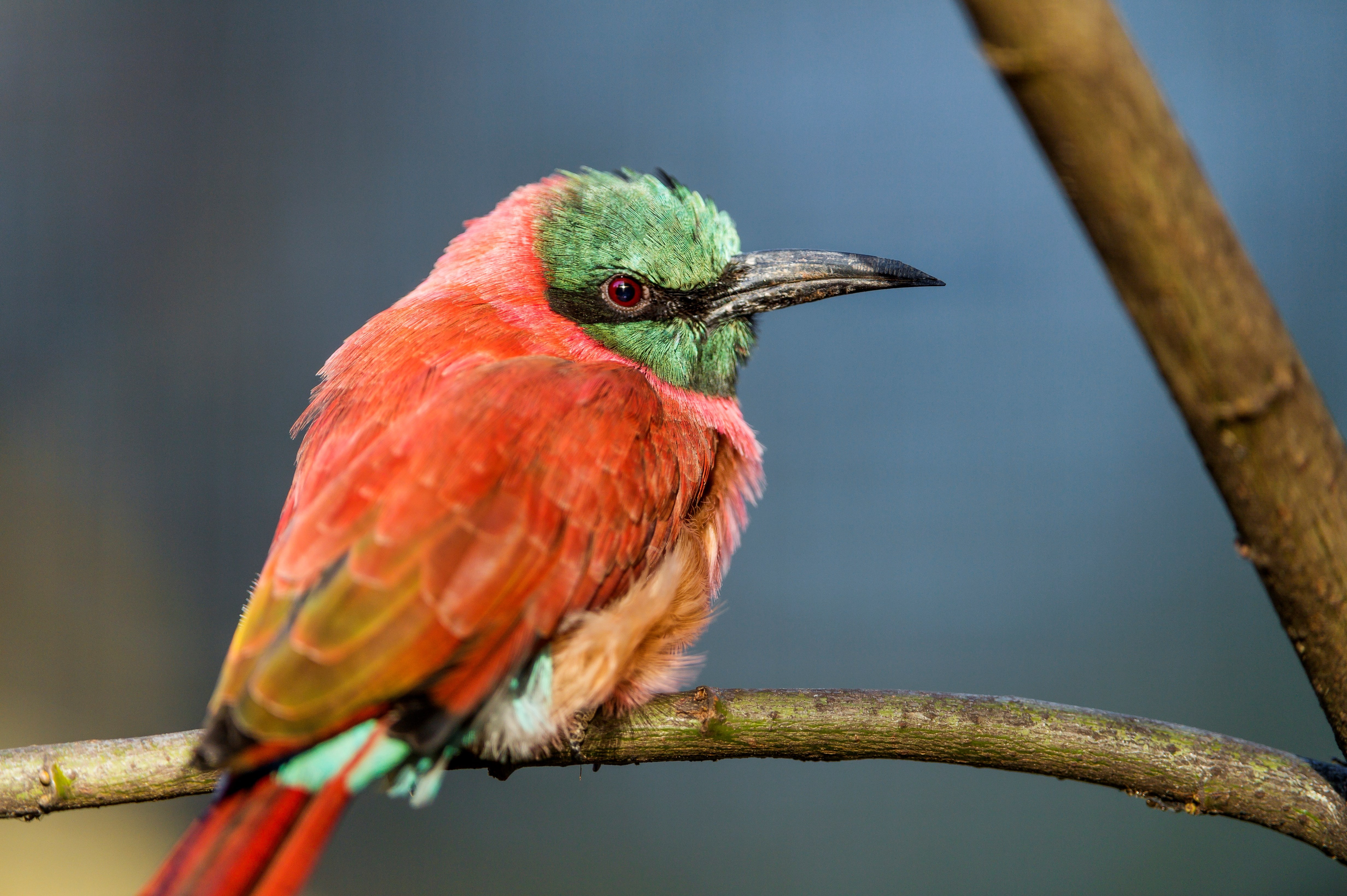 bee eater