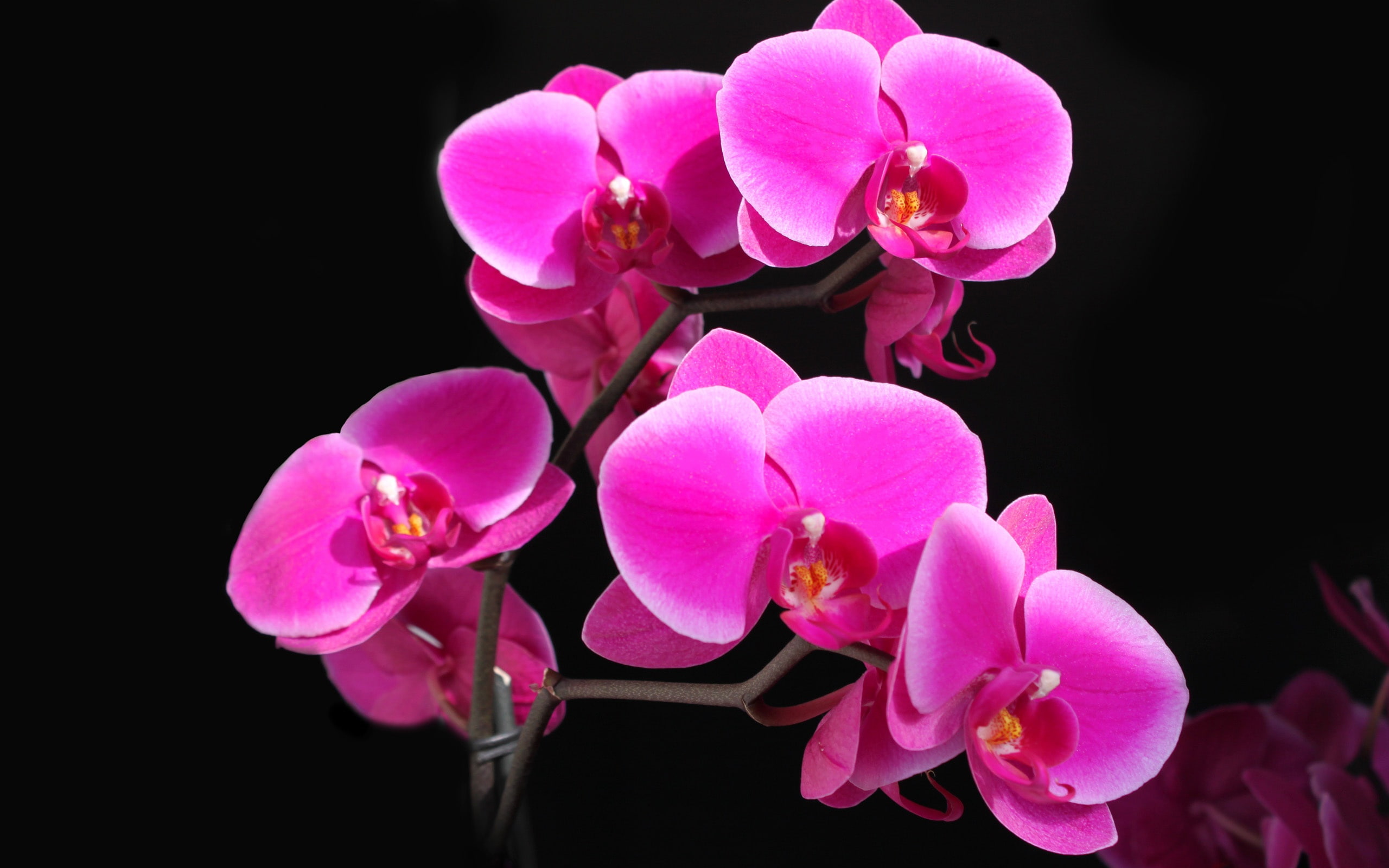 Phalaenopsis orchid crimson beautiful