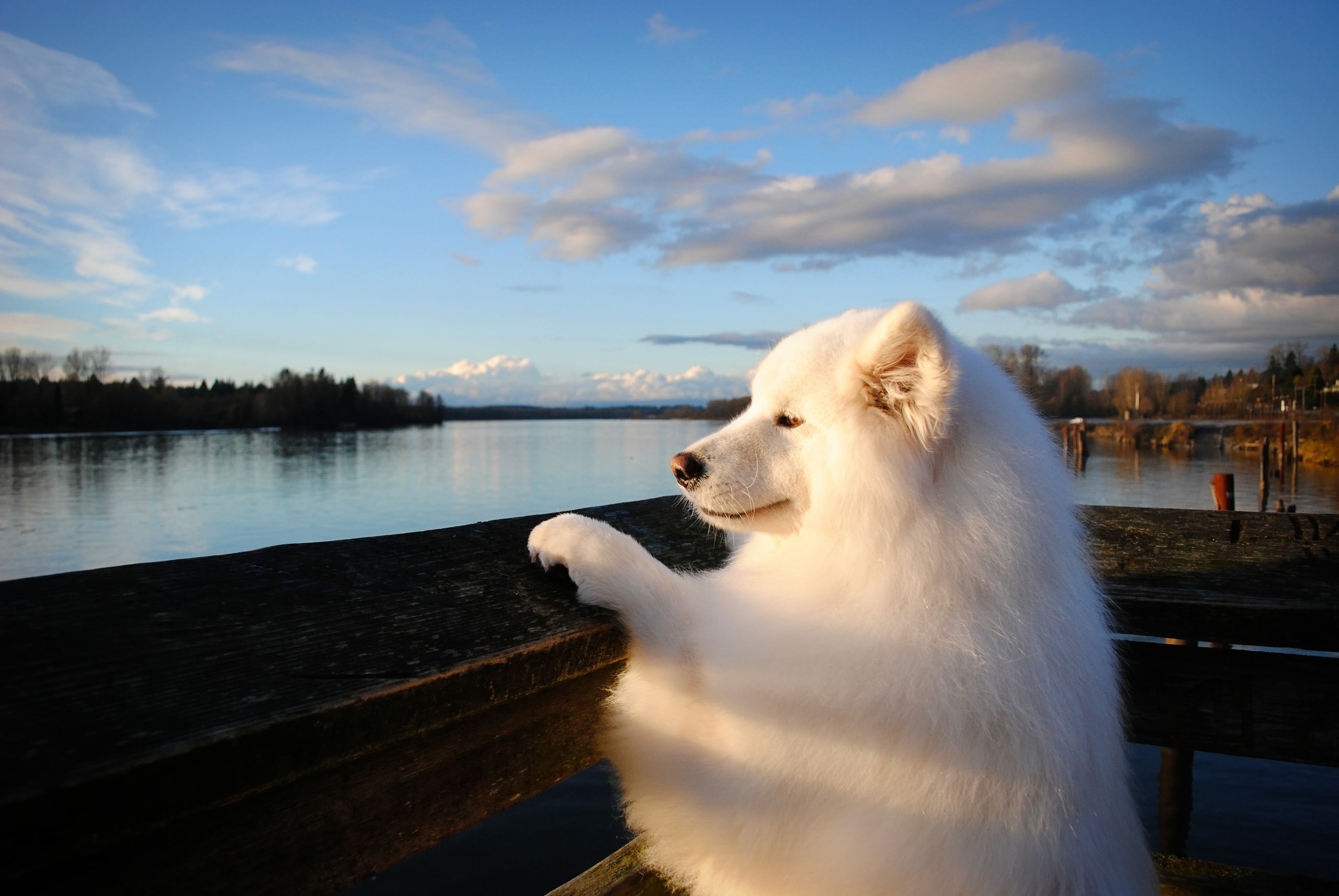 Samoyed, Dog, Muzzle