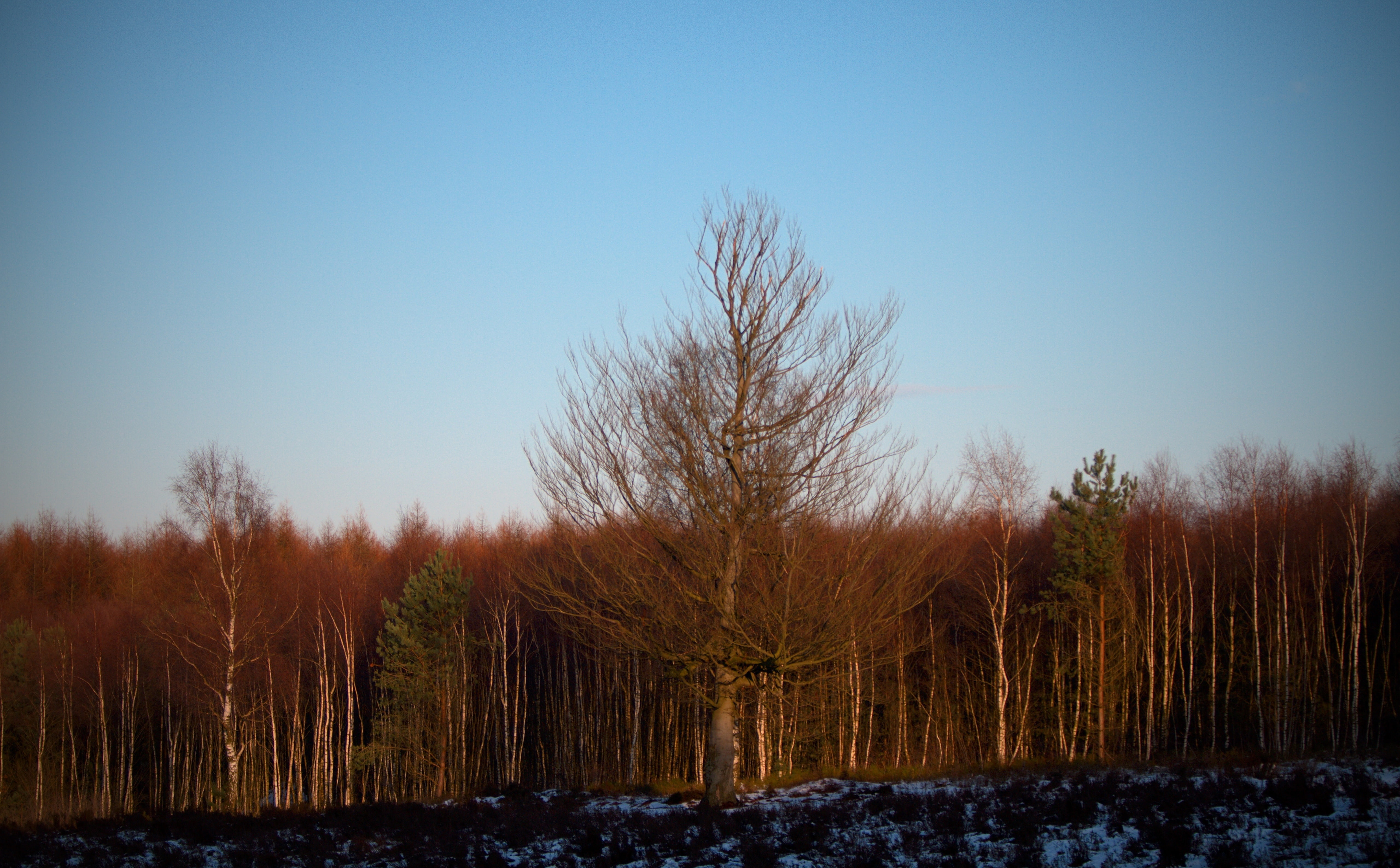 Bare Forest, brown bare tree, Nature, Forests, Winter, Trees