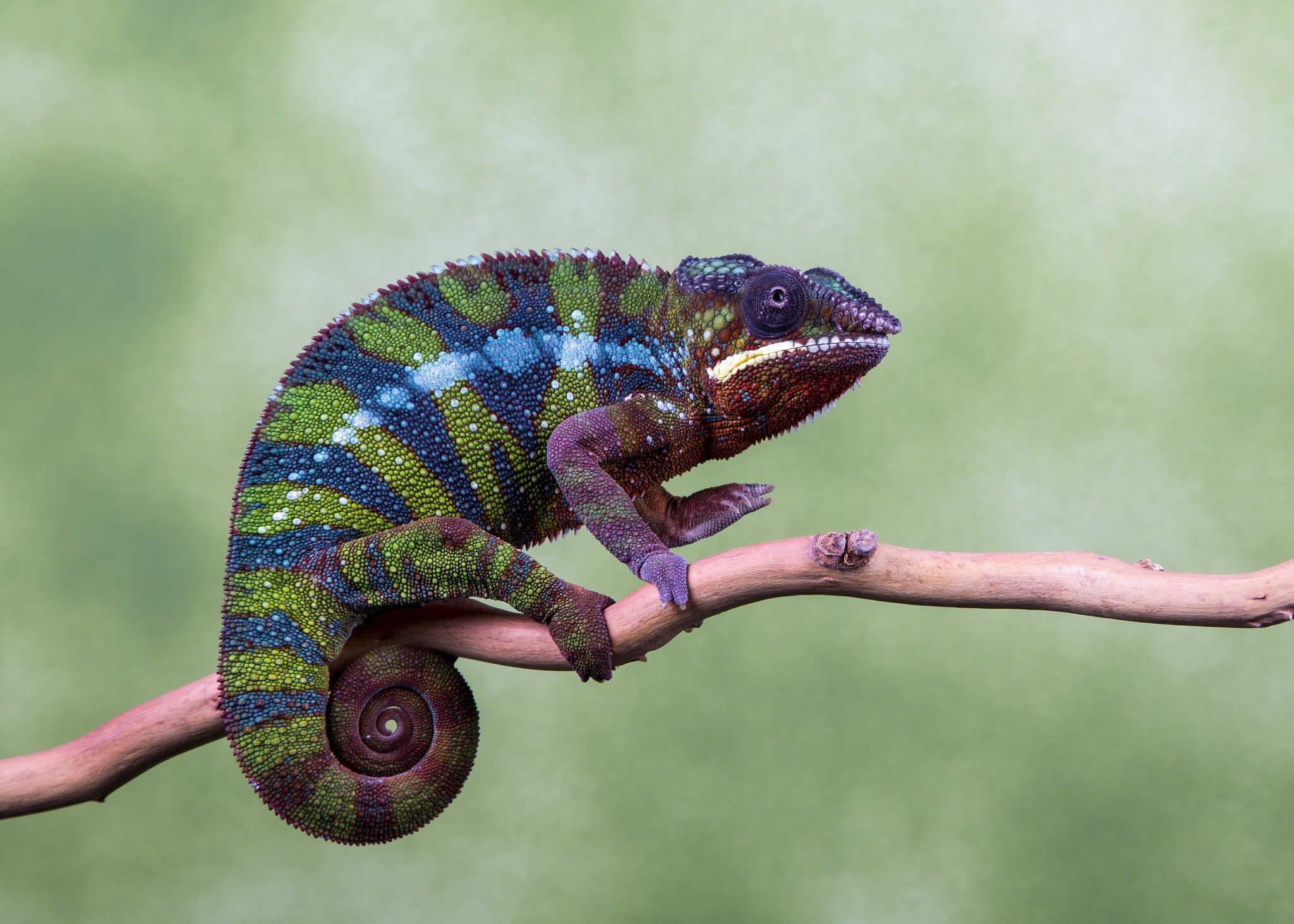 kameleon