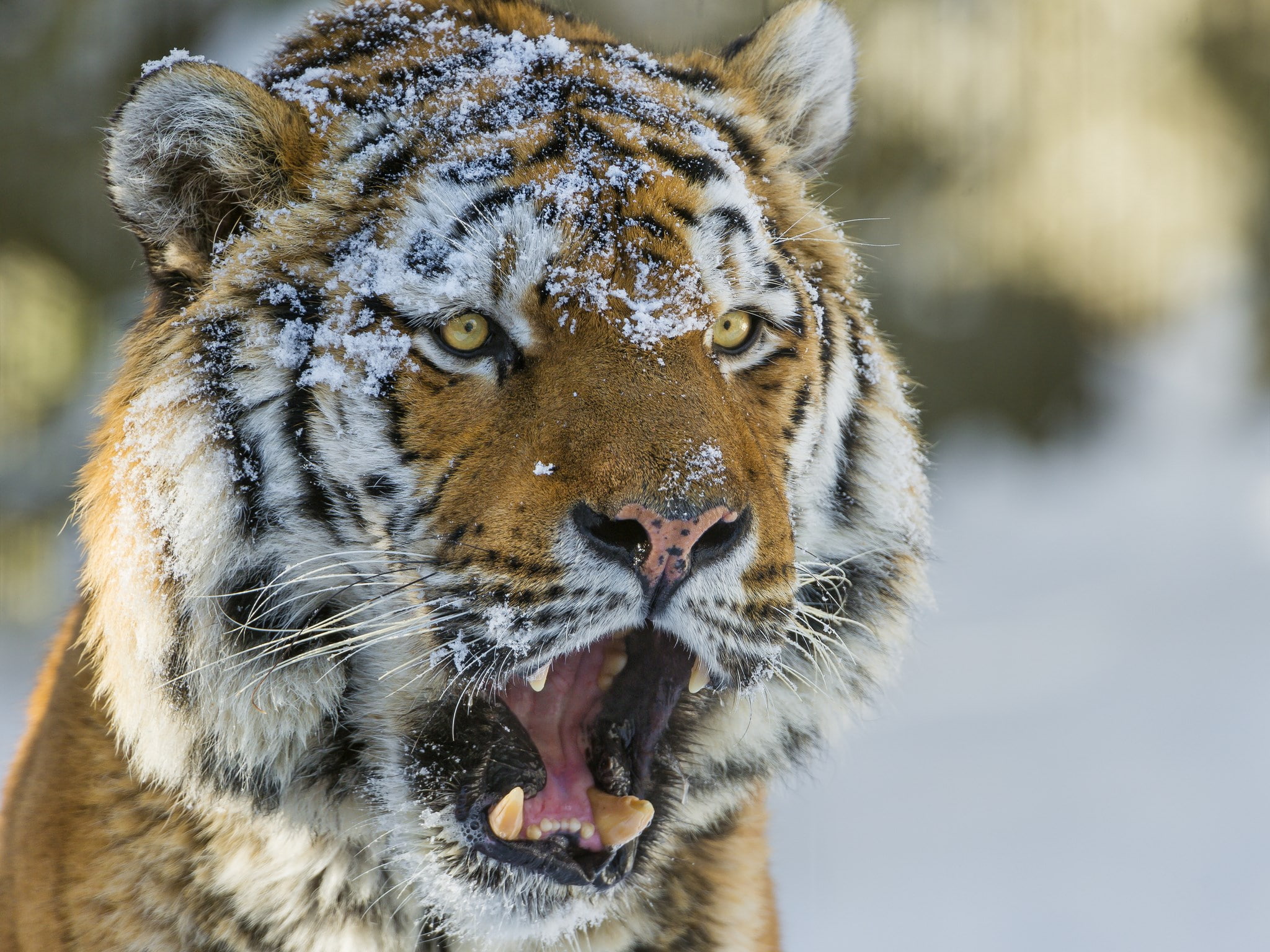 tiger
