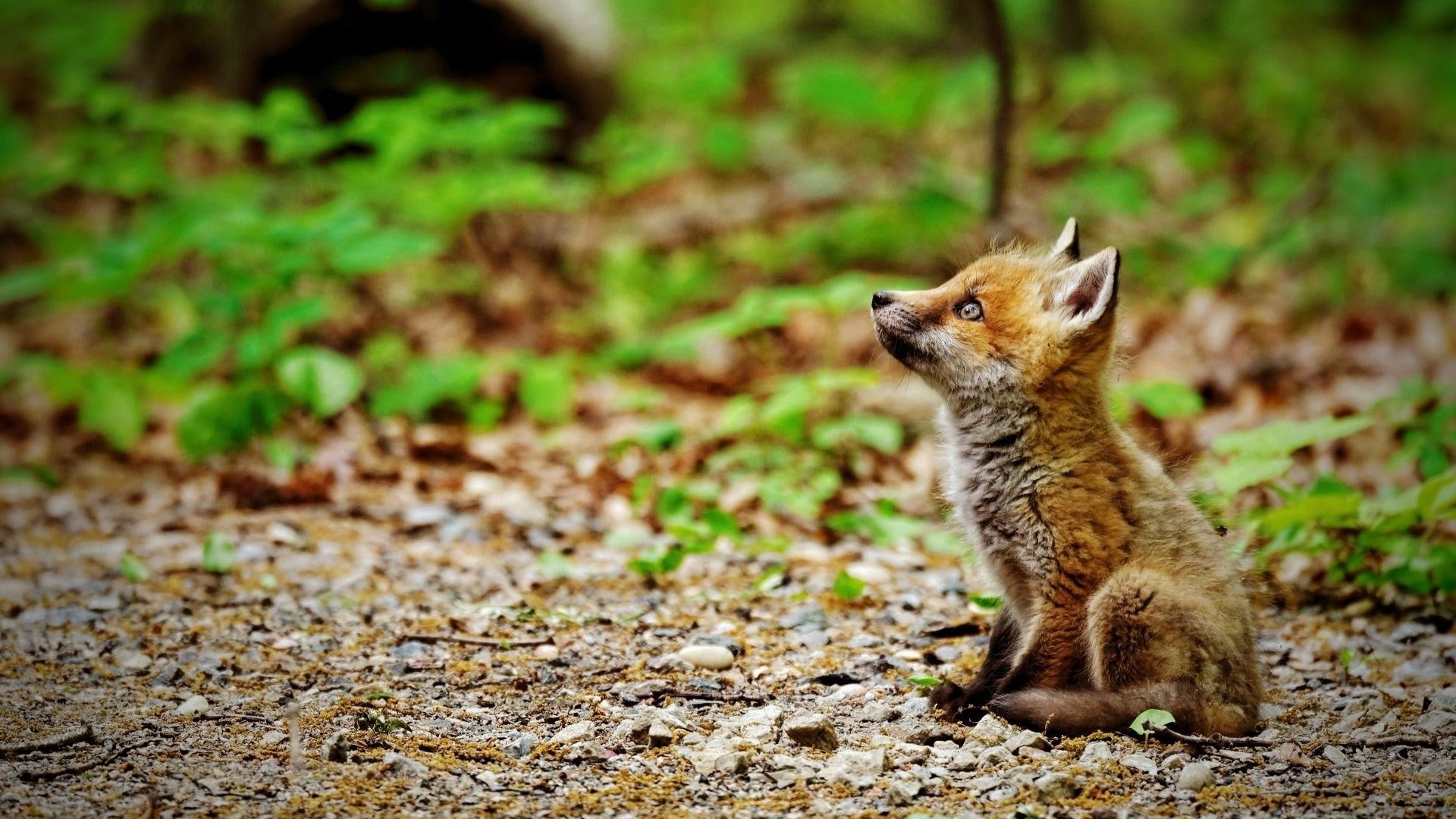 fox