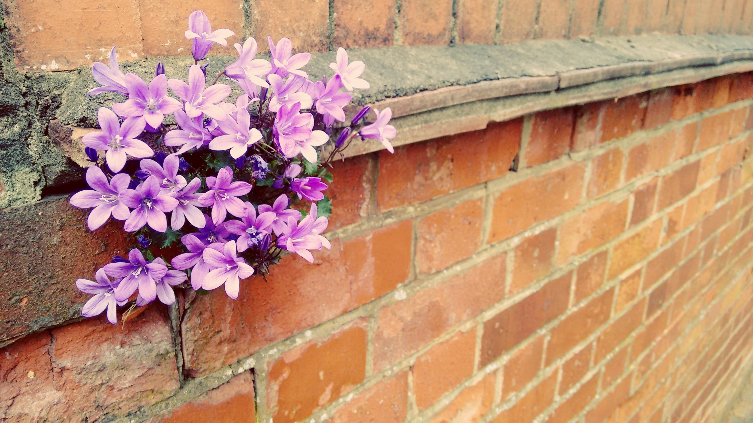 wall, bricks, flowers, plants, flowering plant, brick wall